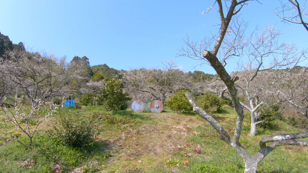 c2ad40d3b86d67be12cbf8a2c117f106-1024x576 大阪府 金熊寺(梅の本数約2000! 泉南最大の梅林を見ることができる春におすすめの写真スポット. アクセス情報や交通手段・駐車場情報などまとめ)