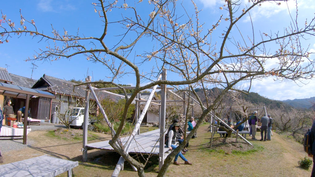 c825abf4103d474e43581df619a9e671-1024x576 大阪府 金熊寺(梅の本数約2000! 泉南最大の梅林を見ることができる春におすすめの写真スポット. アクセス情報や交通手段・駐車場情報などまとめ)