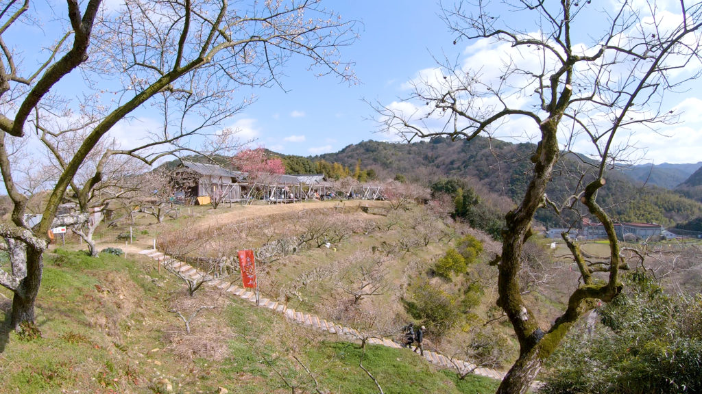 ccd2e75f985e513aa022609cd0436902-1024x576 大阪府 金熊寺(梅の本数約2000! 泉南最大の梅林を見ることができる春におすすめの写真スポット. アクセス情報や交通手段・駐車場情報などまとめ)