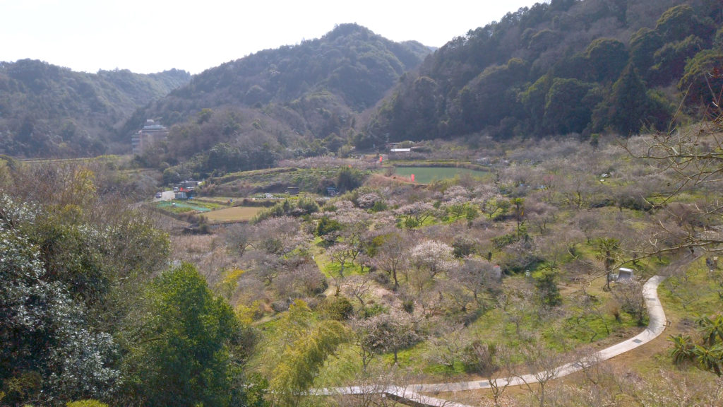 ce1cef47fe159324dee86a534e64f692-1024x576 大阪府 金熊寺(梅の本数約2000! 泉南最大の梅林を見ることができる春におすすめの写真スポット. アクセス情報や交通手段・駐車場情報などまとめ)