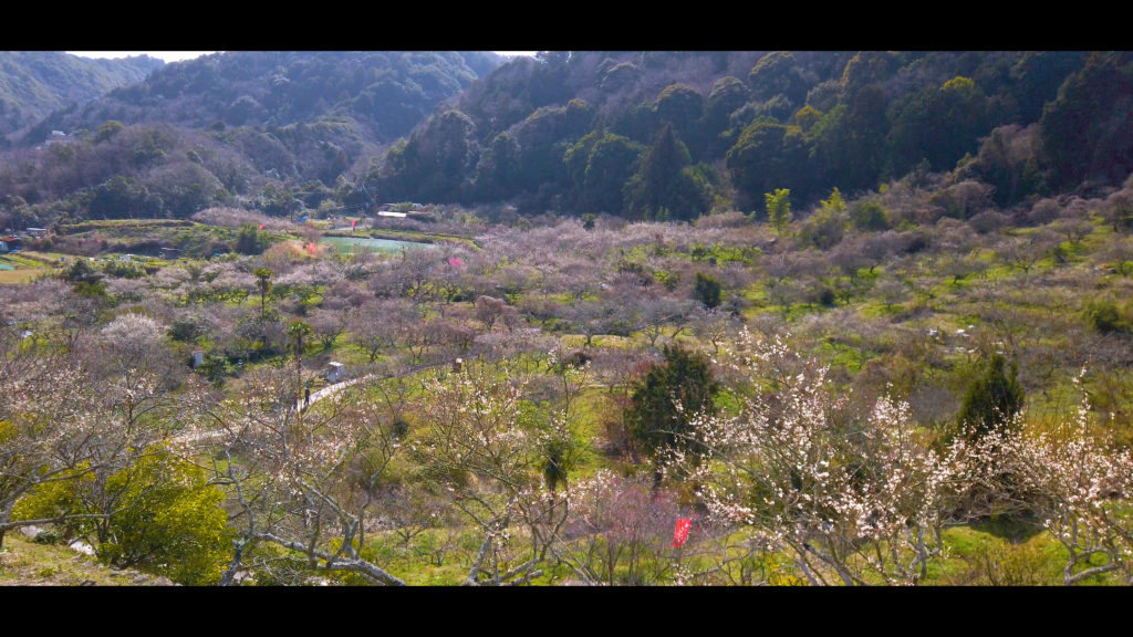 f84781b423cf70d7113aaf18a1b43429-1024x576 【2020年】関西の『梅林・梅園』おすすめ写真スポット"9選"を紹介! 開花情報や見頃情報などを実際に訪れ撮影した写真とお届けします!