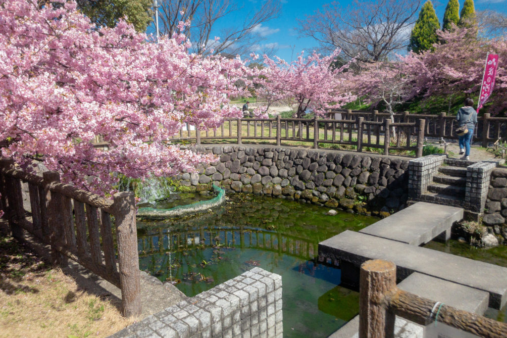111fb2a7225591d9f792bd3f72923dfd-1024x683 京都府 淀水路の河津桜(京都でいち早く桜が満開になるおすすめの河津桜写真スポット! アクセス方法や駐車場、2020年桜の開花状況など)