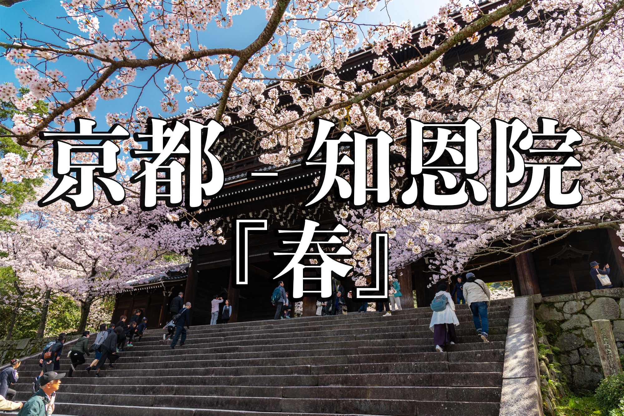京都府 知恩院 三門の美しい桜景色 京都で春におすすめの写真スポット 写真の紹介 アクセス情報など 写真や映像で紹介する関西 近畿の絶景カメラ 観光スポット