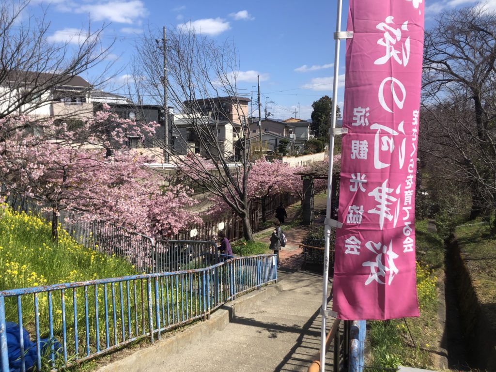6387c3da9a8d3d1cddbc6ff6604efcad-1024x768 京都府 淀水路の河津桜(京都でいち早く桜が満開になるおすすめの河津桜写真スポット! アクセス方法や駐車場、2020年桜の開花状況など)