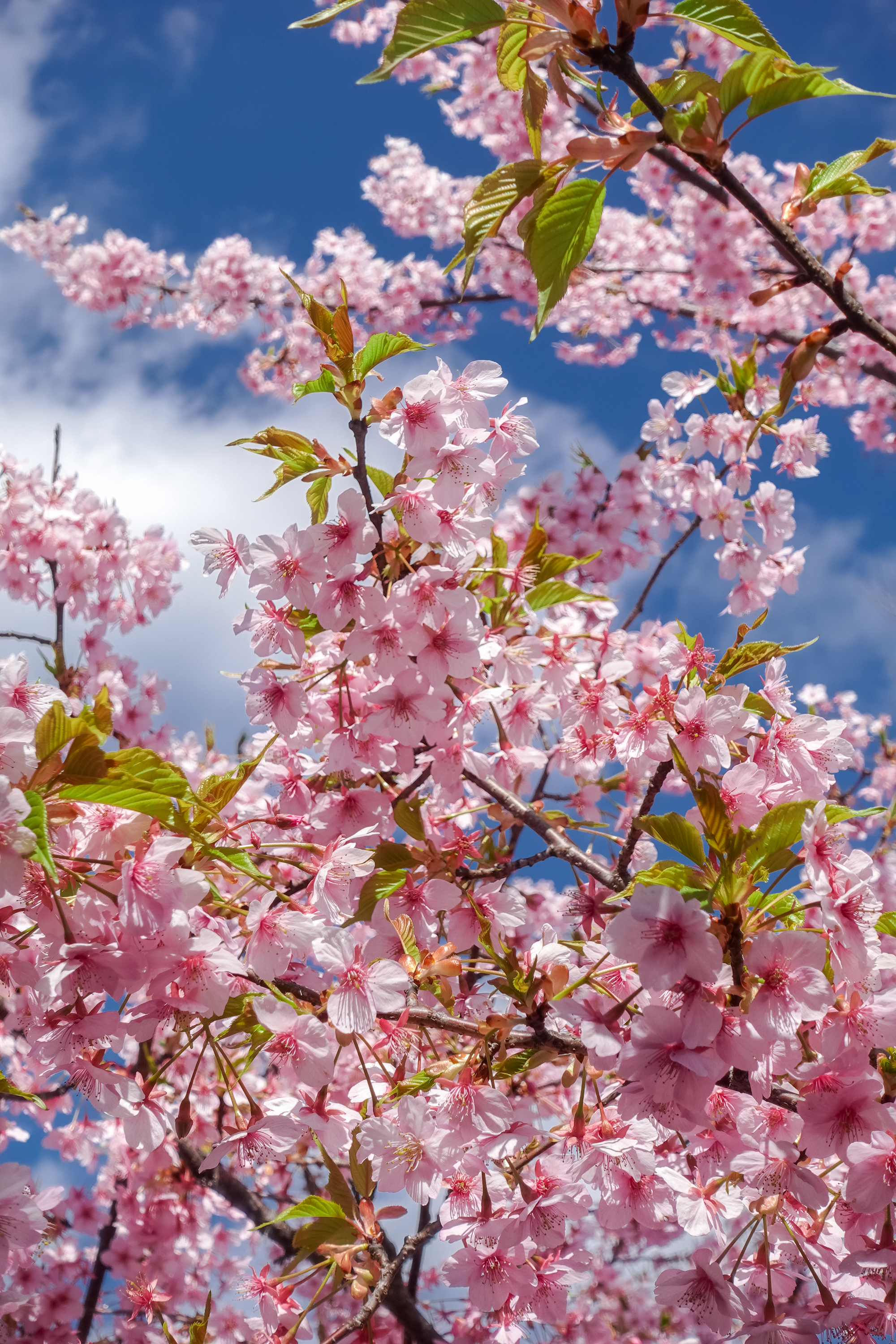 DSC03206 京都府 淀水路の河津桜(京都でいち早く桜が満開になるおすすめの河津桜写真スポット！ 撮影した写真の紹介、アクセス方法や駐車場など)