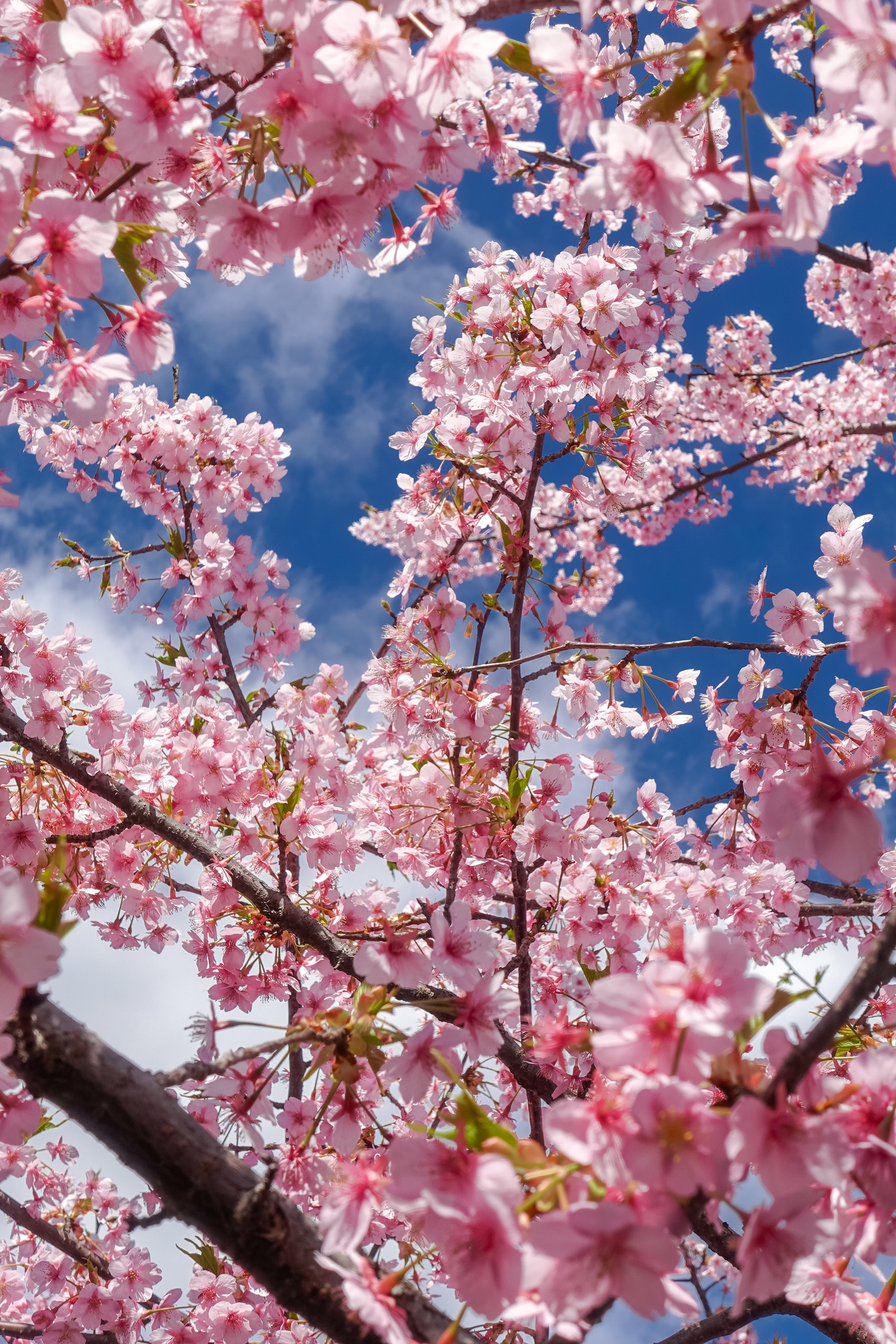 DSC03209 京都府 淀水路の河津桜(京都でいち早く桜が満開になるおすすめの河津桜写真スポット！ 撮影した写真の紹介、アクセス方法や駐車場など)