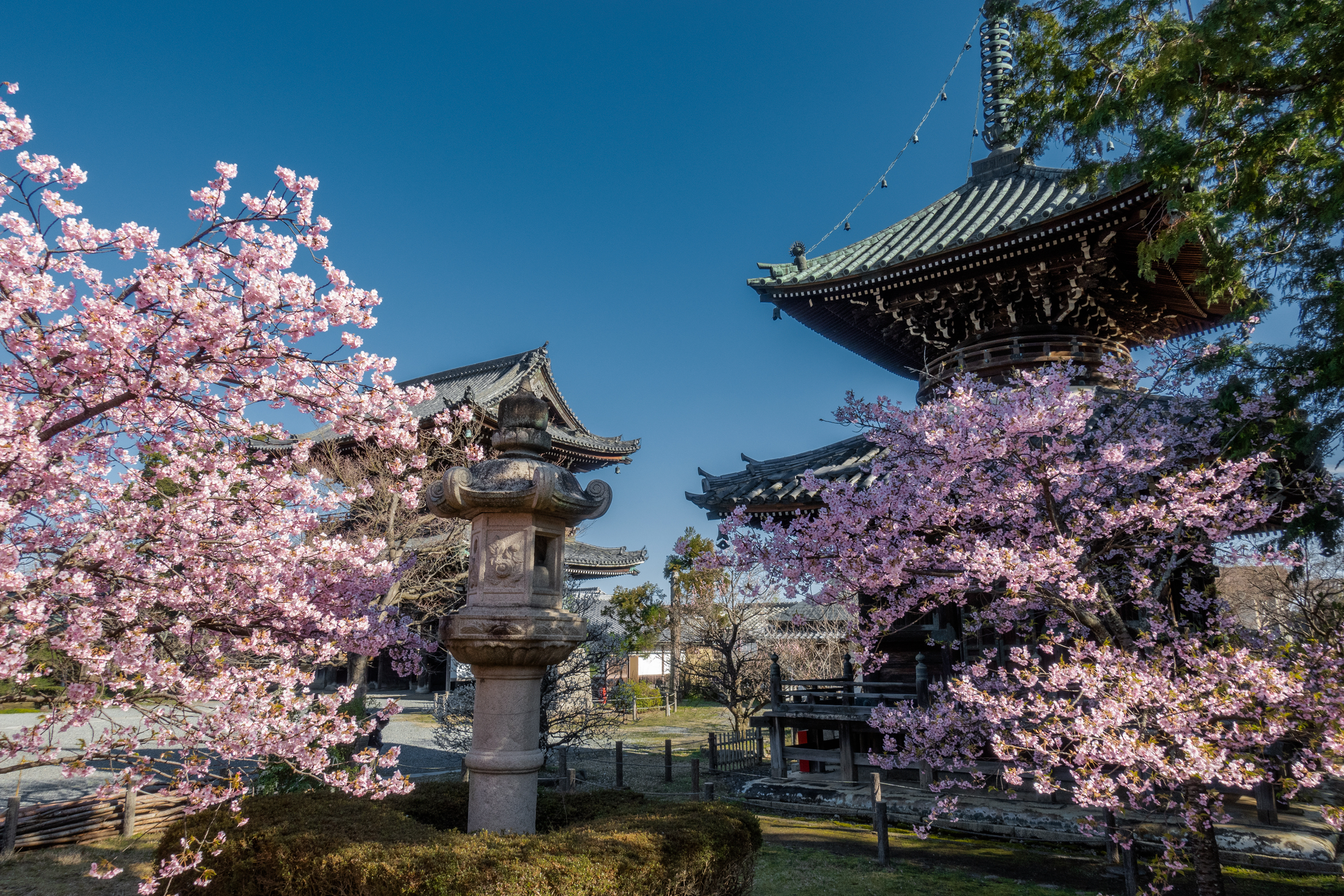 DSC03277 京都府 清凉寺(多宝塔と河津桜の美しい景色！ 京都の春におすすめ桜写真スポット！写真の紹介、 アクセス方法や駐車場など)