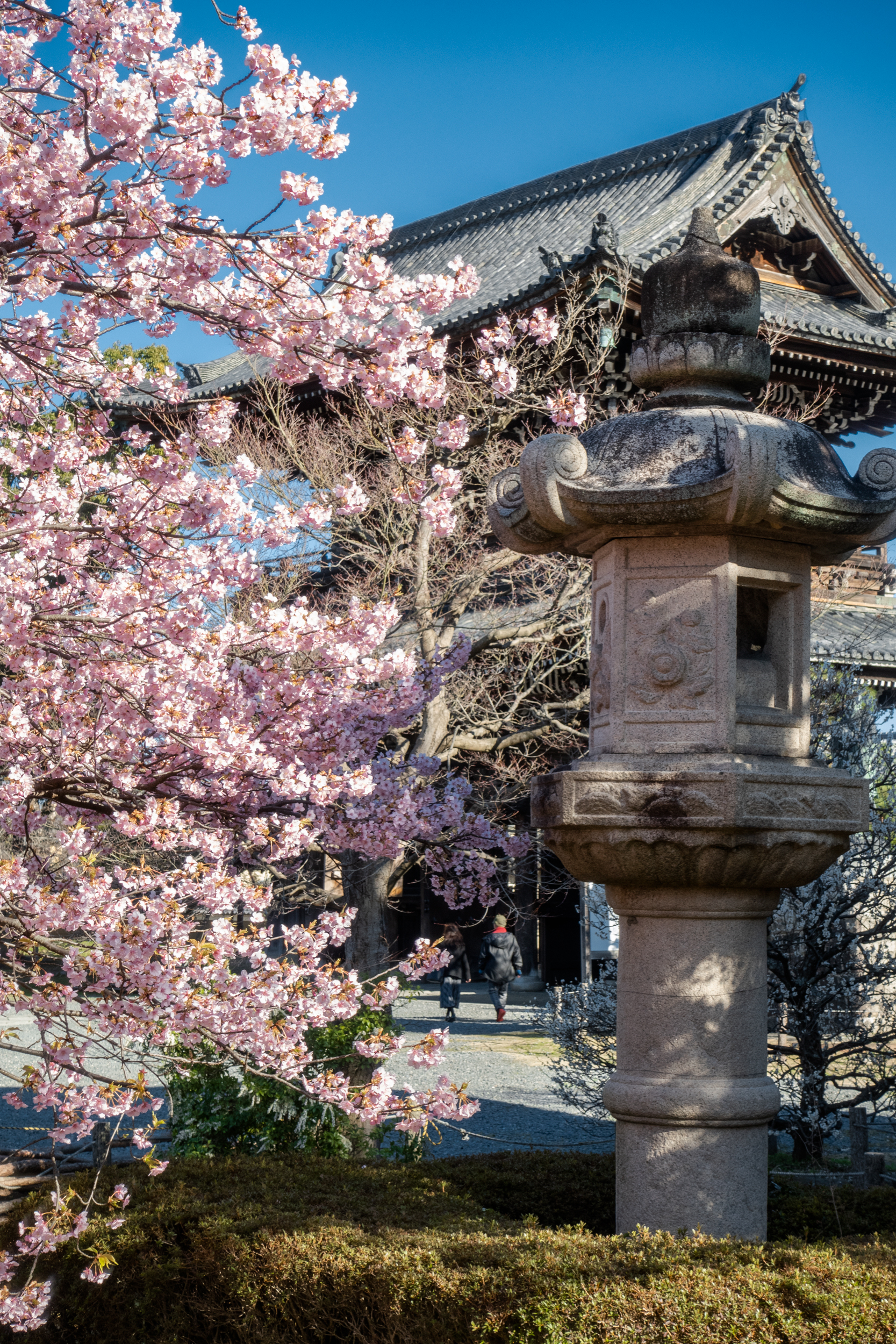 DSC03307 京都府 清凉寺(多宝塔と河津桜の美しい景色！ 京都の春におすすめ桜写真スポット！写真の紹介、 アクセス方法や駐車場など)