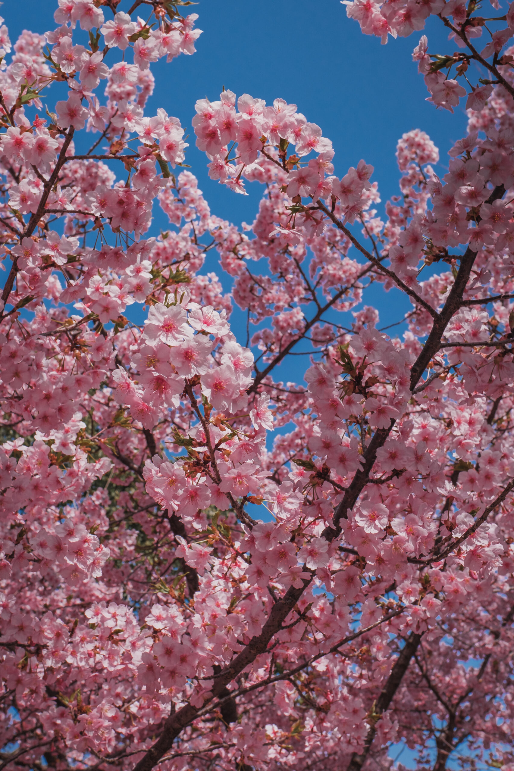 DSCF1590-2-scaled 京都府 淀水路の河津桜(京都でいち早く桜が満開になるおすすめの河津桜写真スポット！ 撮影した写真の紹介、アクセス方法や駐車場など)