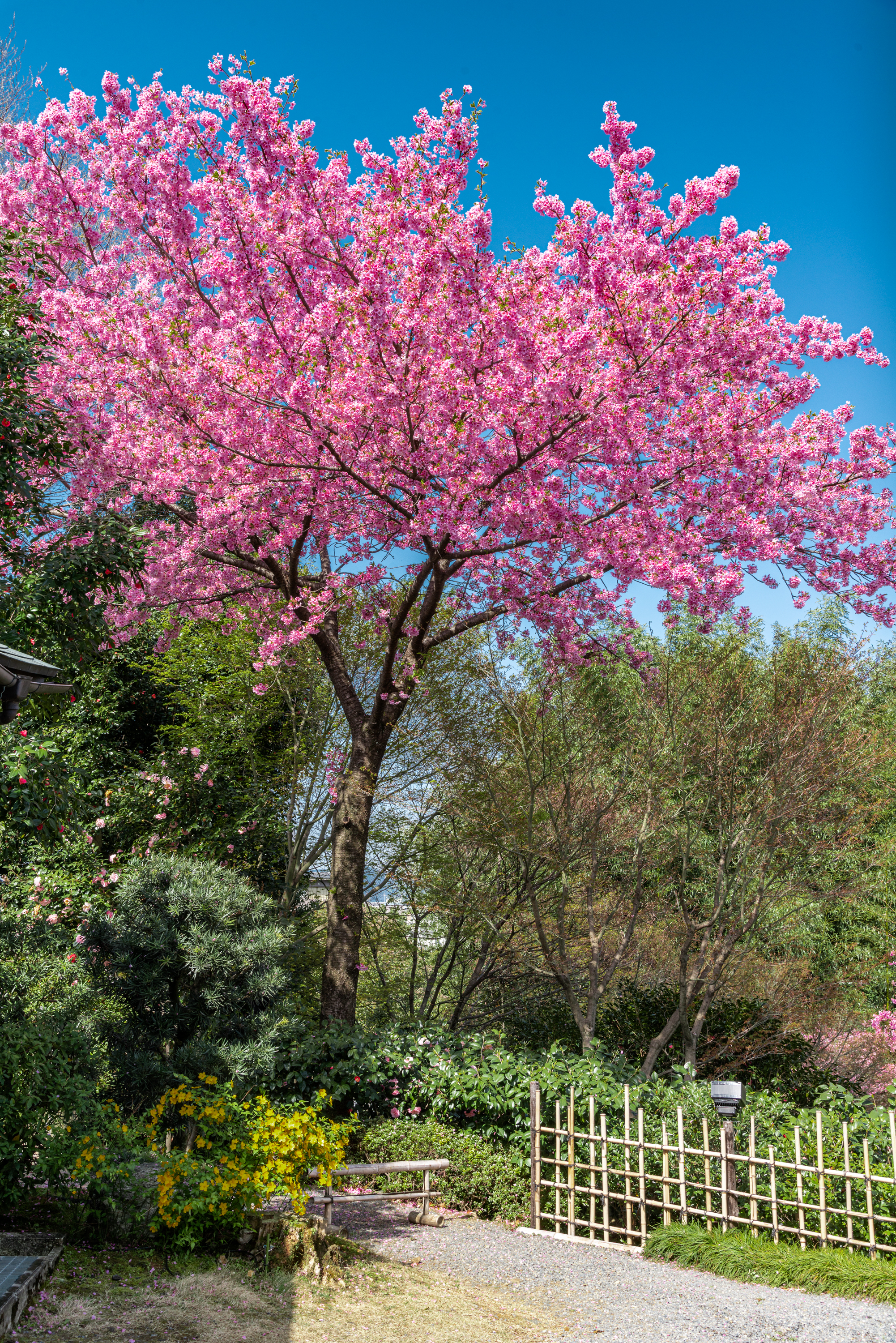 NIKON-CORPORATION_NIKON-D800E_1601396978-1601496018_14054 京都府 高台寺(方丈庭園に咲くしだれ桜の美しい春におすすめの写真スポット！ 写真の紹介、アクセス情報など)