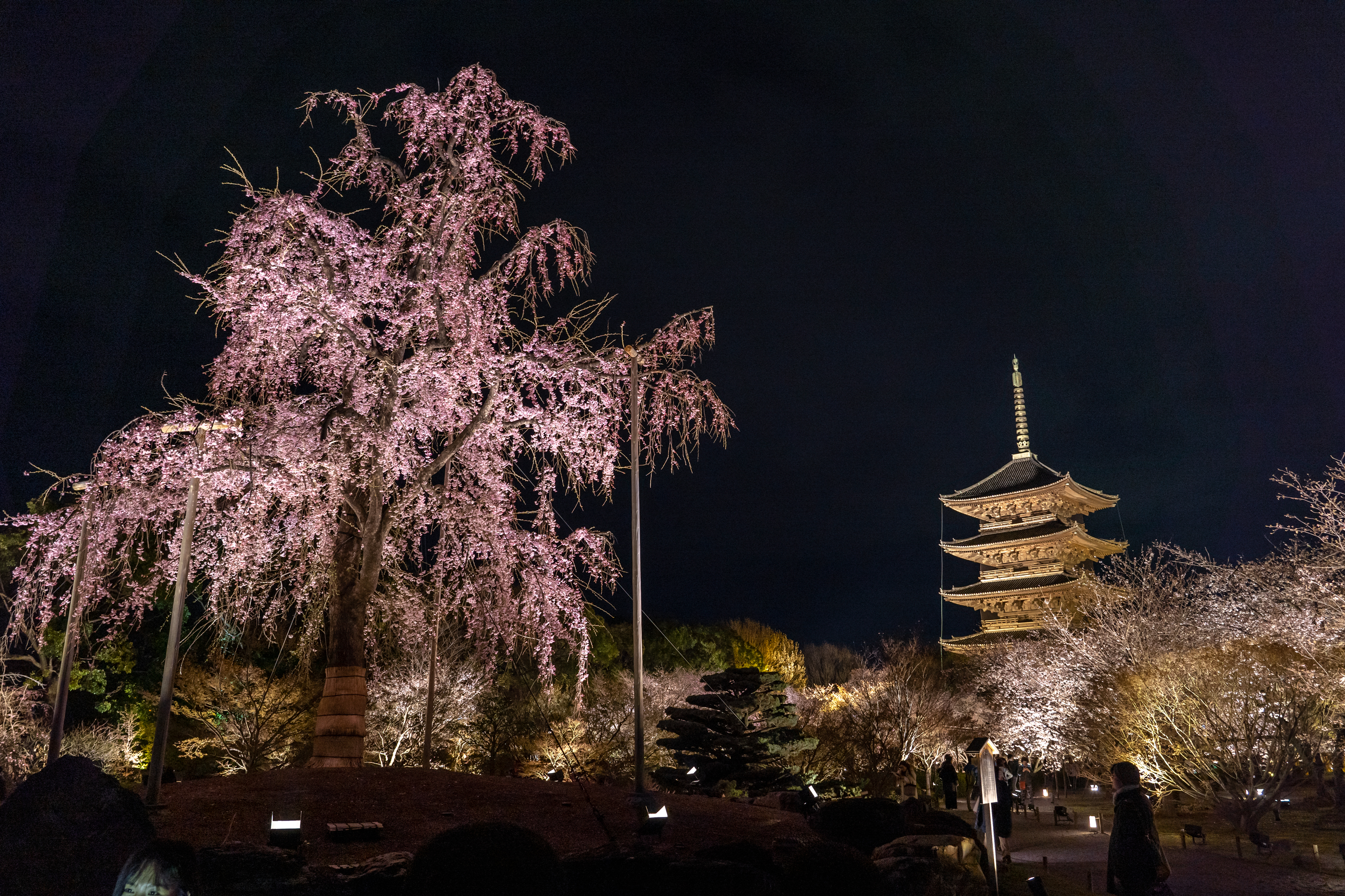 SONY_ILCE-7M3_3098619378-3098668207_1487 京都府 東寺(水面に映る五重塔と桜の美しい景色！ 京都の春におすすめ桜写真スポット！ 撮影した写真の紹介、アクセス情報など)