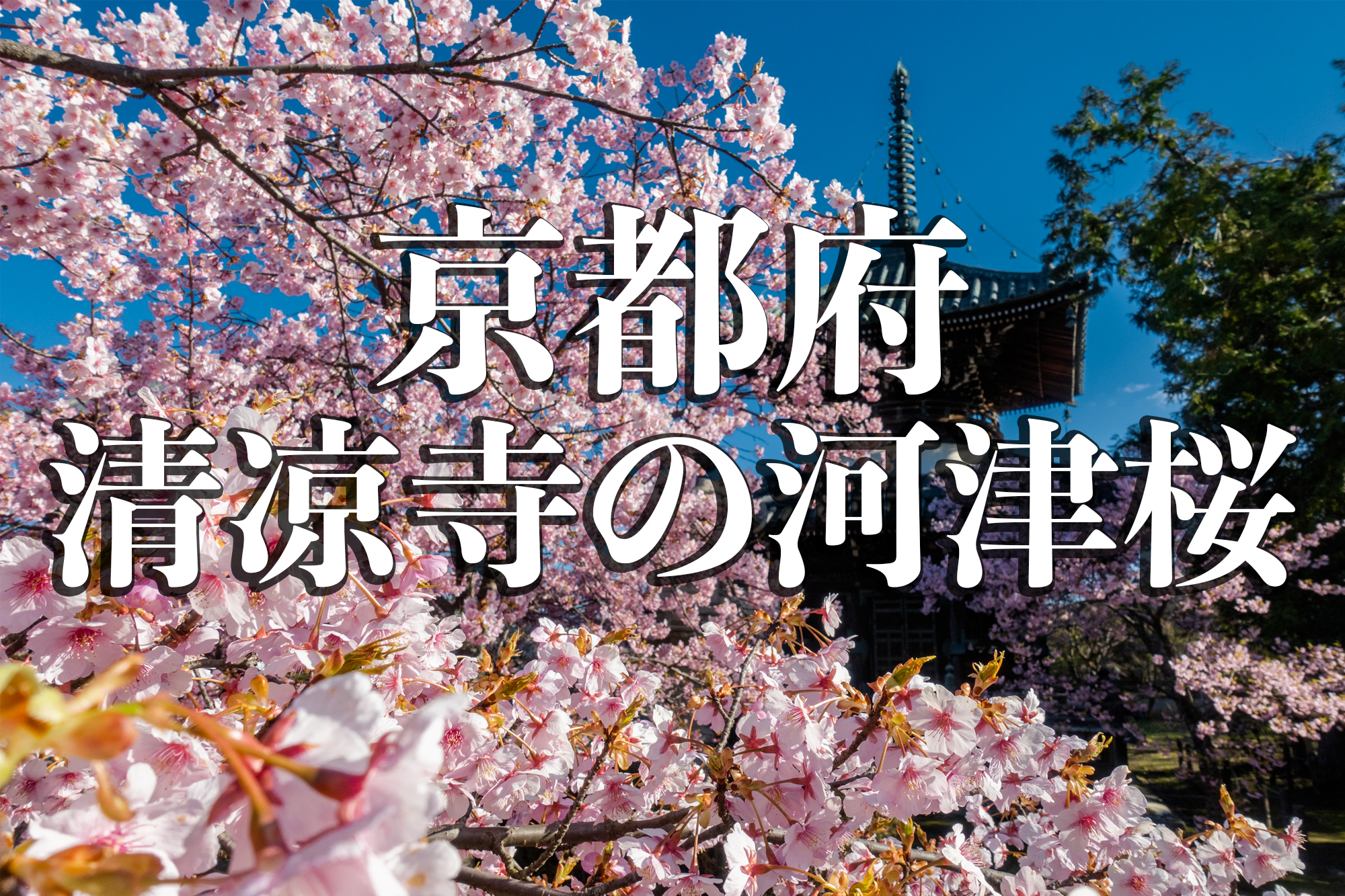 京都府 清凉寺 多宝塔と河津桜の美しい景色 京都の春におすすめ桜写真スポット 写真の紹介 アクセス方法や駐車場など 写真や映像で紹介する関西 近畿の絶景カメラ 観光スポット