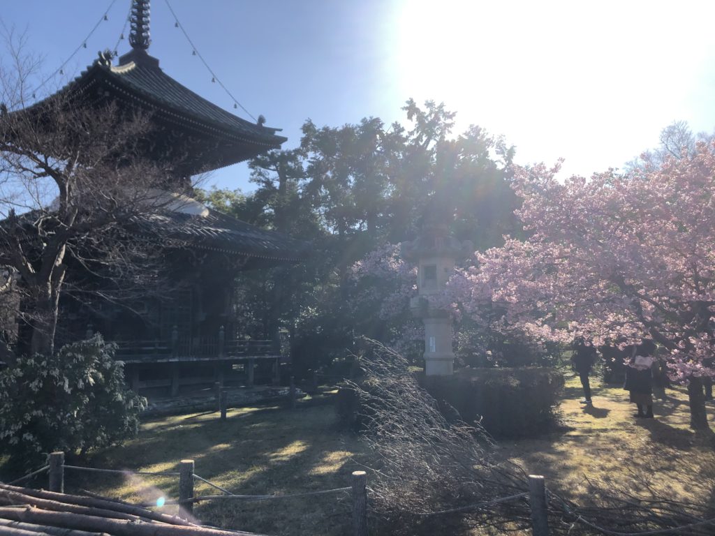 c75ea5e085bf76a6981f34c4d42be1e1-1024x768 京都府 清凉寺(多宝塔と河津桜の美しい景色! 京都の春におすすめ桜写真スポット!撮影した写真の紹介、 アクセス方法や駐車場など)