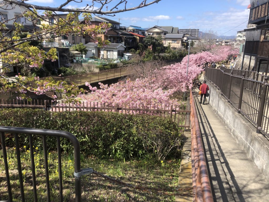 d907fe0dd51f0fff258d7d799292a863-1024x768 京都府 淀水路の河津桜(京都でいち早く桜が満開になるおすすめの河津桜写真スポット! アクセス方法や駐車場、2020年桜の開花状況など)
