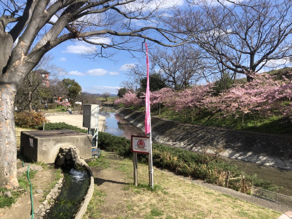 f57a2a2ca2d3a256f65868aa9c098f9d-1024x768 京都府 淀水路の河津桜(京都でいち早く桜が満開になるおすすめの河津桜写真スポット! アクセス方法や駐車場、2020年桜の開花状況など)