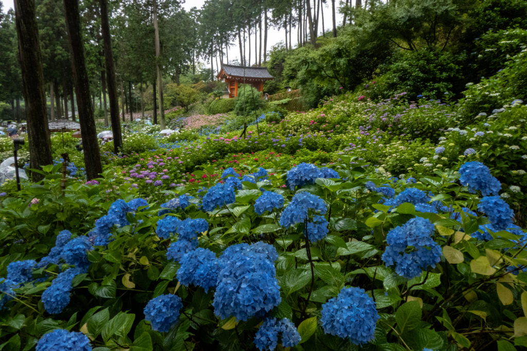 P1000506-1024x683 京都 夏の撮影スポット19選! 新緑の庭園やあじさい、海の景色など京都の夏の景色が満載! 旅行や観光スポット探しにおすすめ!