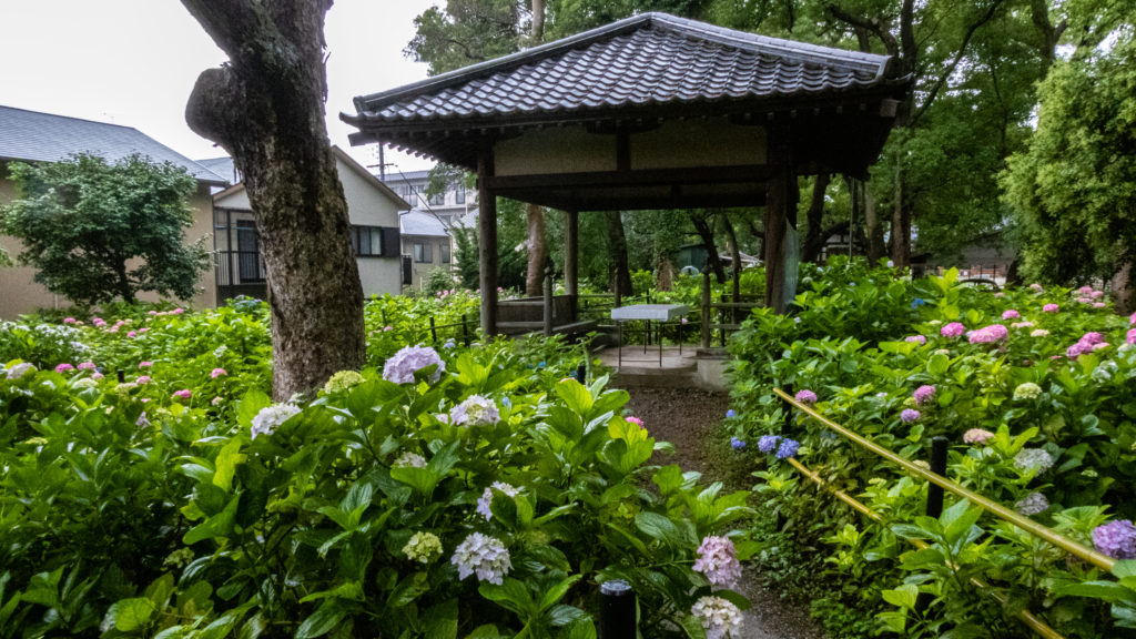 P1000606-1024x576 京都 夏の撮影スポット19選! 新緑の庭園やあじさい、海の景色など京都の夏の景色が満載! 旅行や観光スポット探しにおすすめ!
