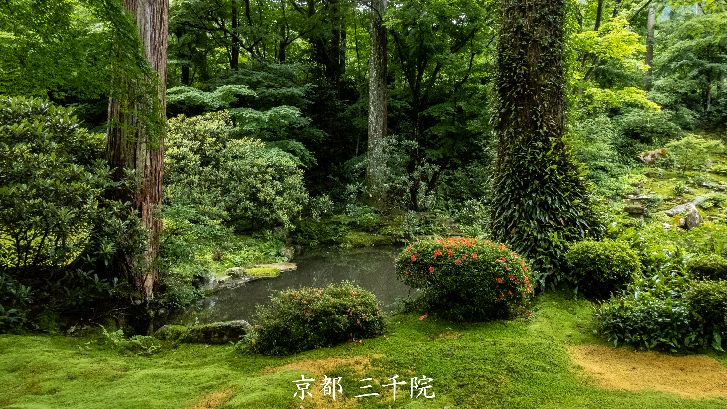 P1001382 京都府 三千院 (青もみじと苔の新緑が美しい庭園.  初夏、梅雨の時期におすすめの写真スポット！撮影した写真の紹介、アクセス情報など)