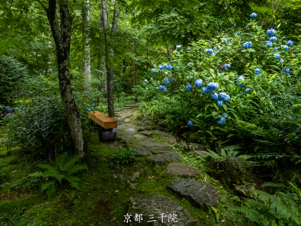P1001435-1024x768 京都 夏の撮影スポット19選! 新緑の庭園やあじさい、海の景色など京都の夏の景色が満載! 旅行や観光スポット探しにおすすめ!