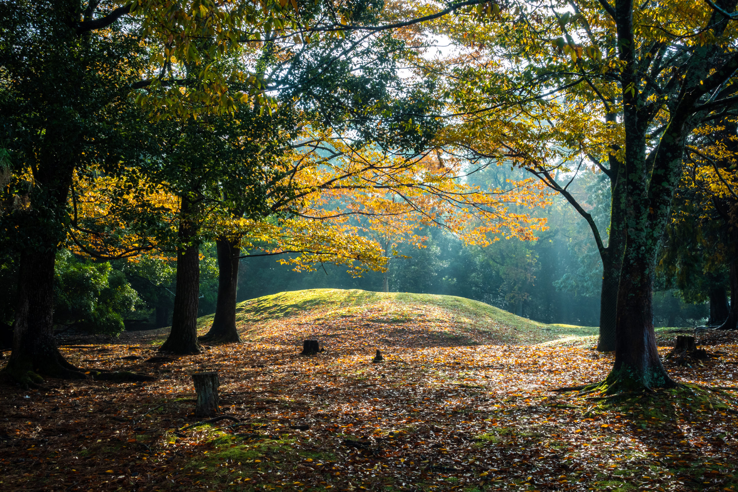 DSC00235-scaled 奈良県  奈良公園(鹿と紅葉や朝霧の幻想的な景色が見れる秋におすすめのスポット! 撮影した写真の紹介、アクセス情報や駐車場情報など)　