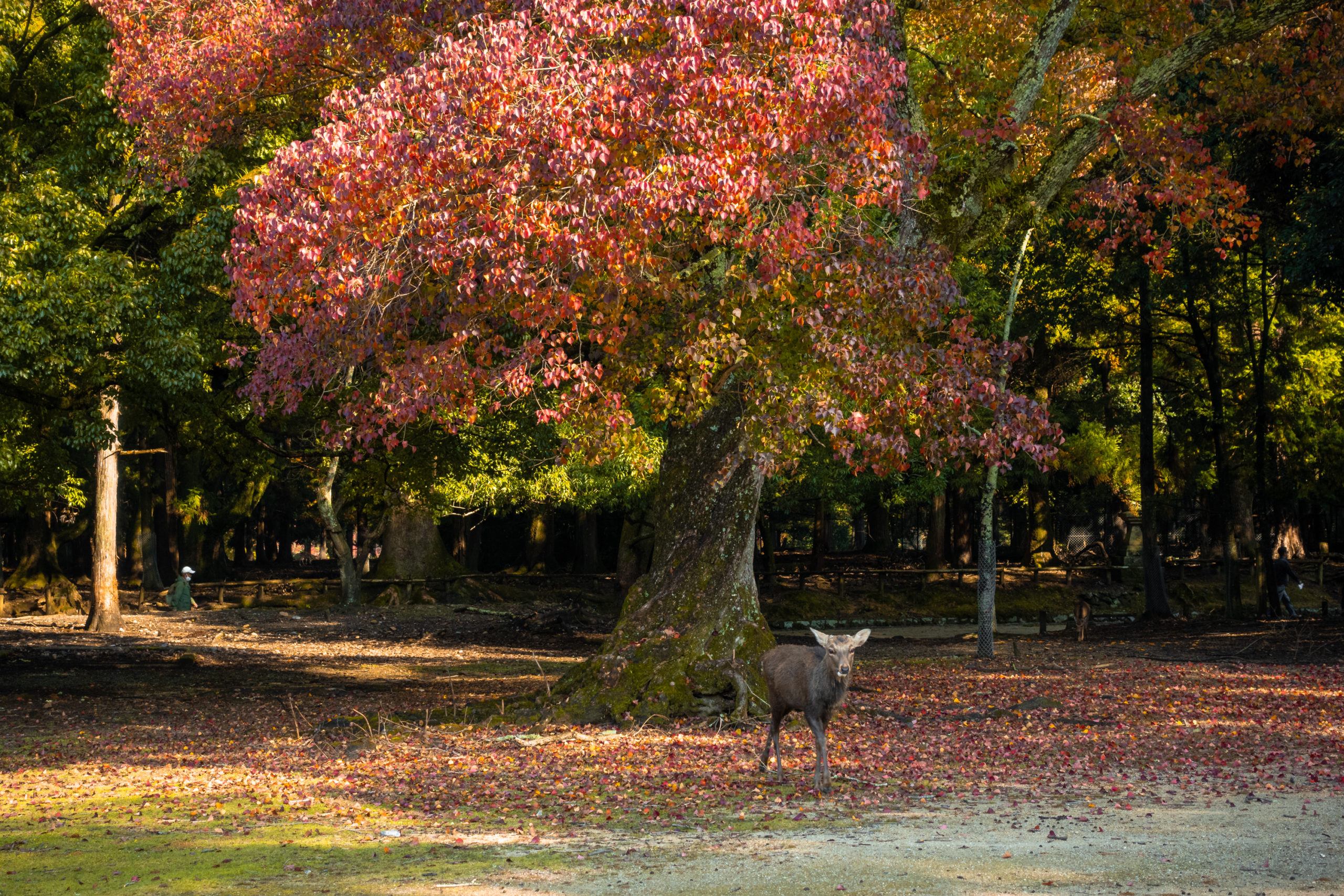 DSC00247-scaled 奈良県  奈良公園(鹿と紅葉や朝霧の幻想的な景色が見れる秋におすすめのスポット! 撮影した写真の紹介、アクセス情報や駐車場情報など)　