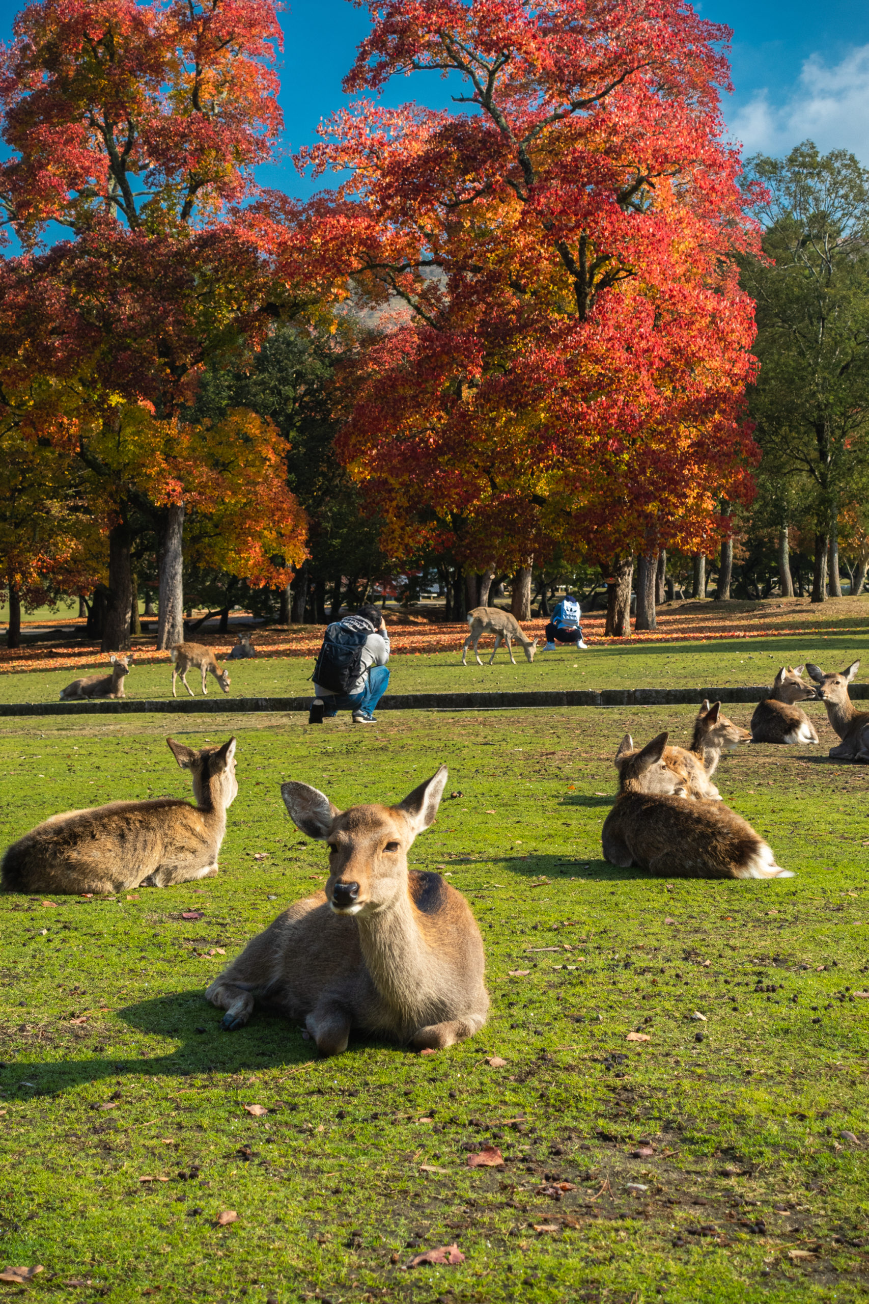 DSC00256-scaled 奈良県  奈良公園(鹿と紅葉や朝霧の幻想的な景色が見れる秋におすすめのスポット! 撮影した写真の紹介、アクセス情報や駐車場情報など)　