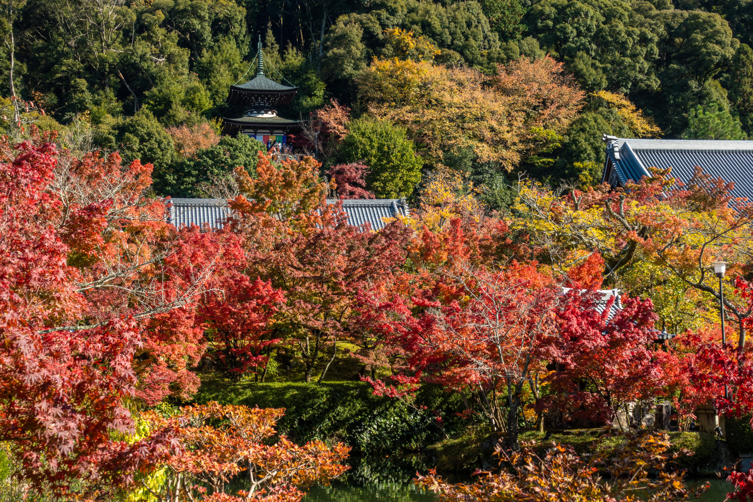 DSC00695-scaled 京都  永観堂-禅林寺(池に映る紅葉の風景が美しい秋におすすめのスポット!撮影した写真の紹介、アクセス情報・ライトアップ情報など)