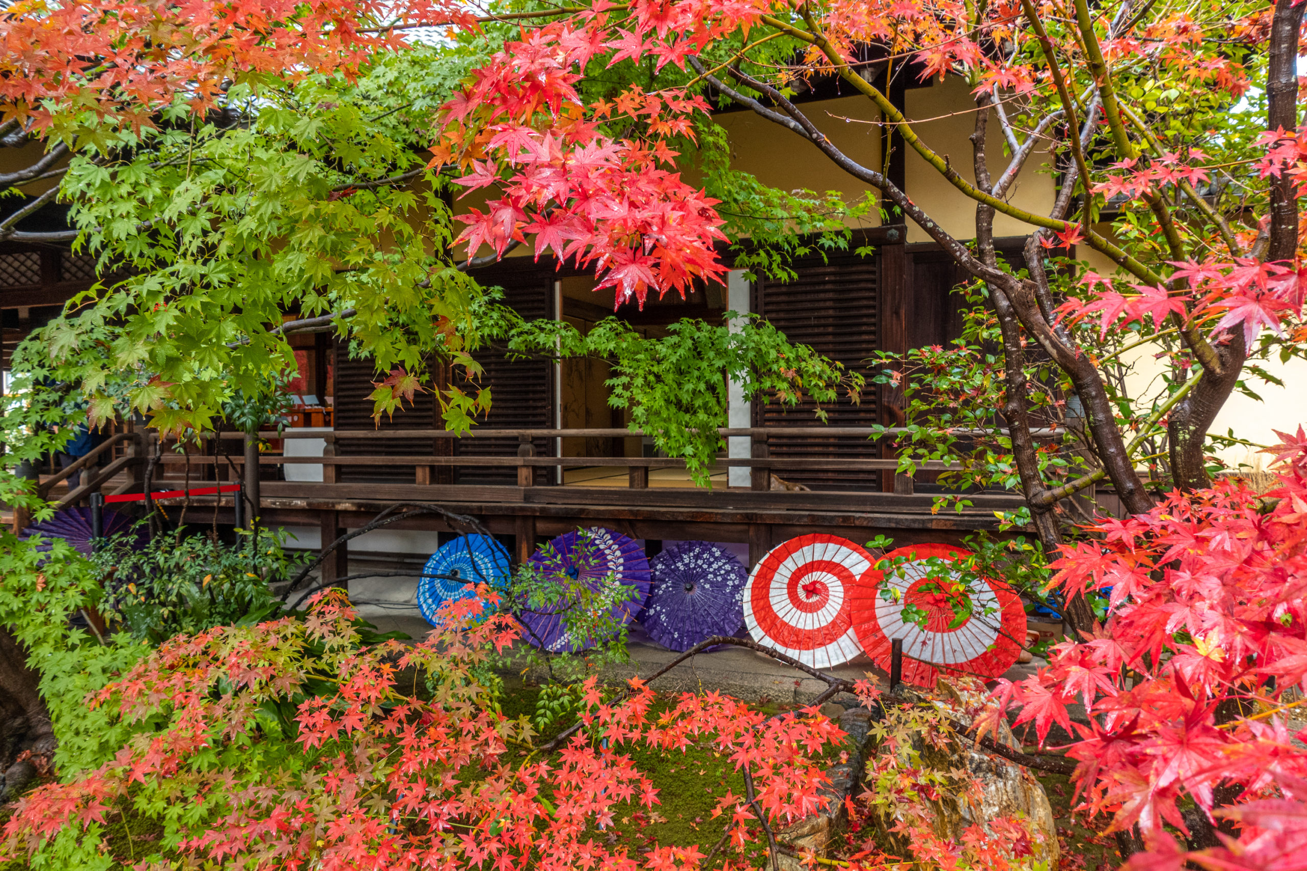 DSC00990-scaled 京都  勝林寺(紅葉と和傘の風情を感じる景色が美しい秋におすすめのスポット!撮影した写真の紹介、アクセス情報など)