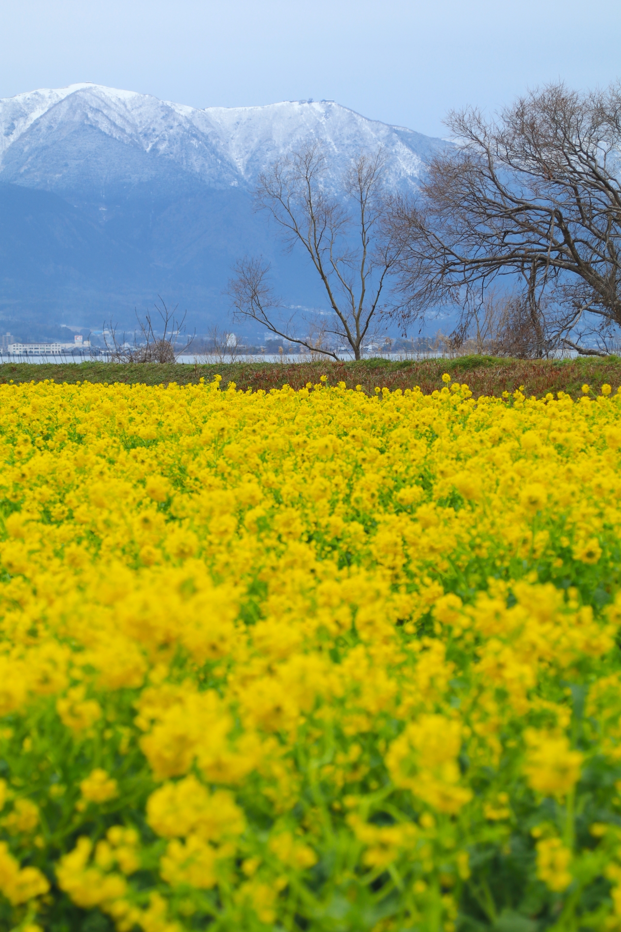 2285048_m 滋賀県  第一なぎさ公園(雪が残る比良山と約12000本の菜の花のコントラストが美しい冬におすすめの絶景スポット! 写真の紹介、アクセス情報や駐車場情報など)　
