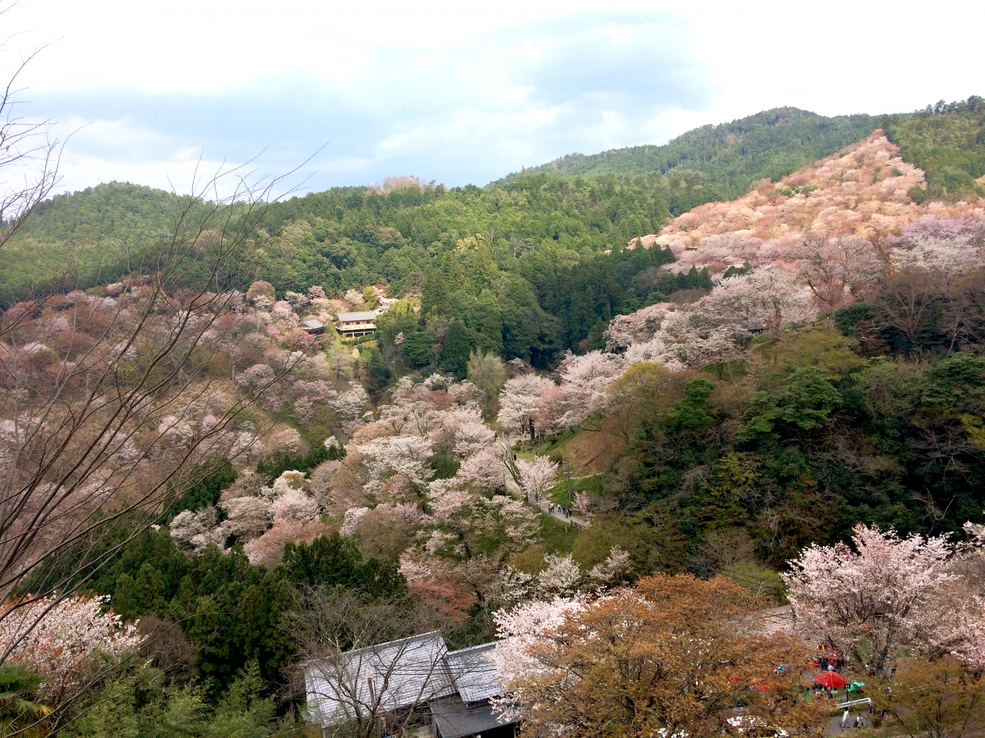 3363956_m 奈良県 吉野山(山が桜に染まる春におすすめの絶景スポット! 写真の紹介、アクセス情報や駐車場情報など)