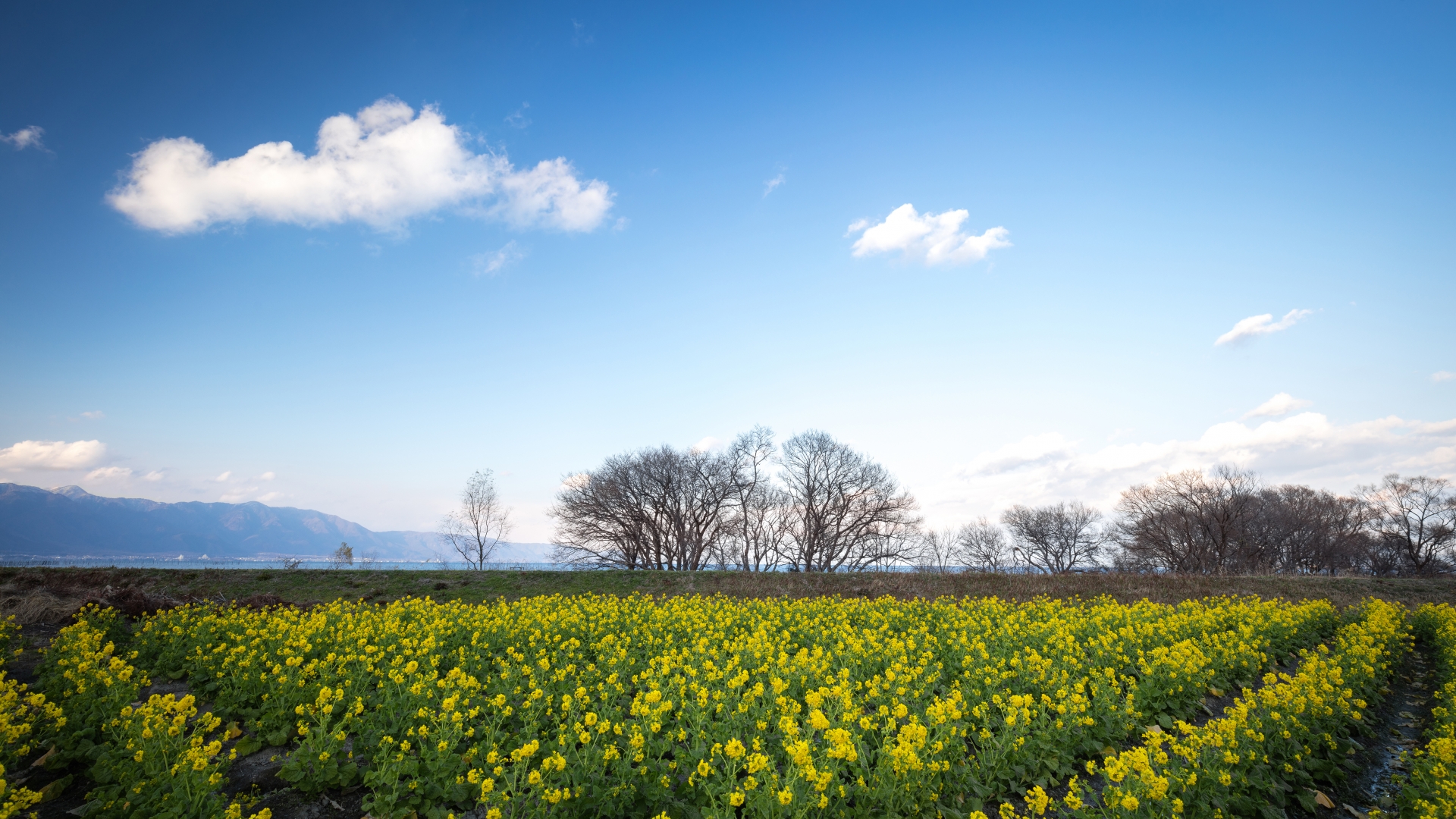 3915746_m 滋賀県  第一なぎさ公園(雪が残る比良山と約12000本の菜の花のコントラストが美しい冬におすすめの絶景スポット! 写真の紹介、アクセス情報や駐車場情報など)　