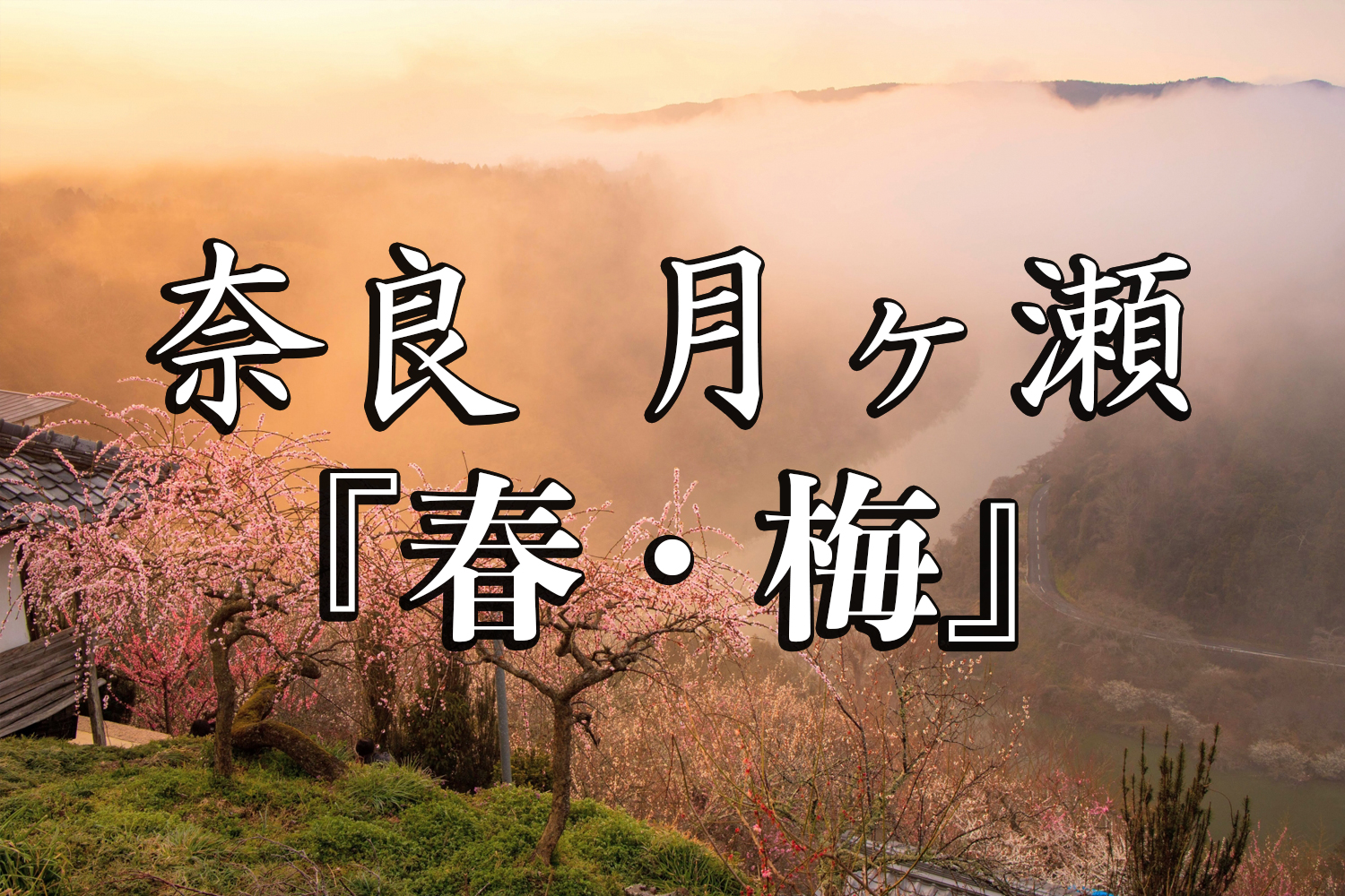 奈良県 月ヶ瀬梅林 約1万本の梅が咲く春におすすめの絶景スポット 雲海も見所 写真の紹介 アクセス情報や駐車場情報など 写真や映像で紹介する関西 近畿の絶景カメラ 観光スポット