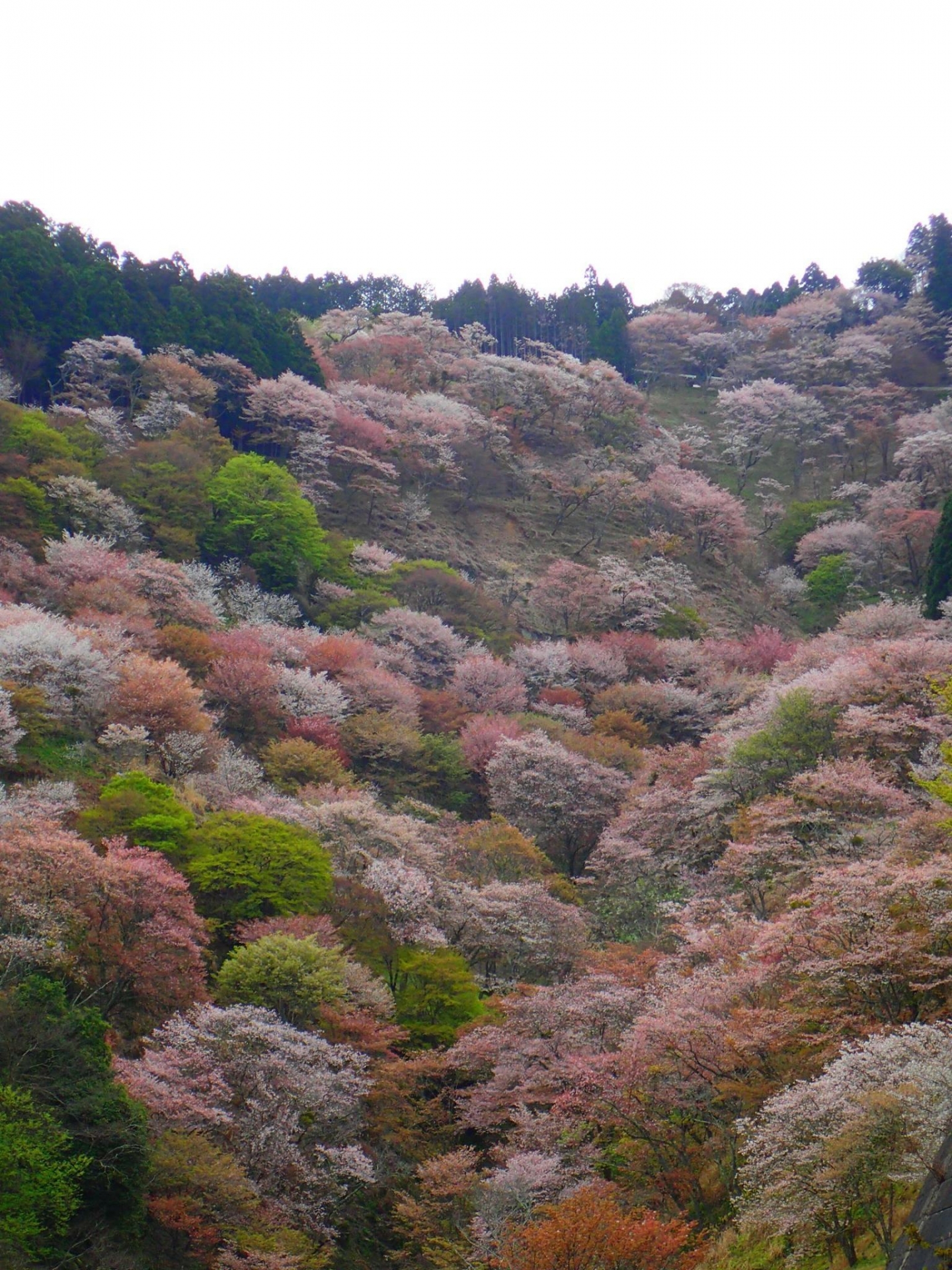 4500983_m 奈良県 吉野山(山が桜に染まる春におすすめの絶景スポット! 写真の紹介、アクセス情報や駐車場情報など)