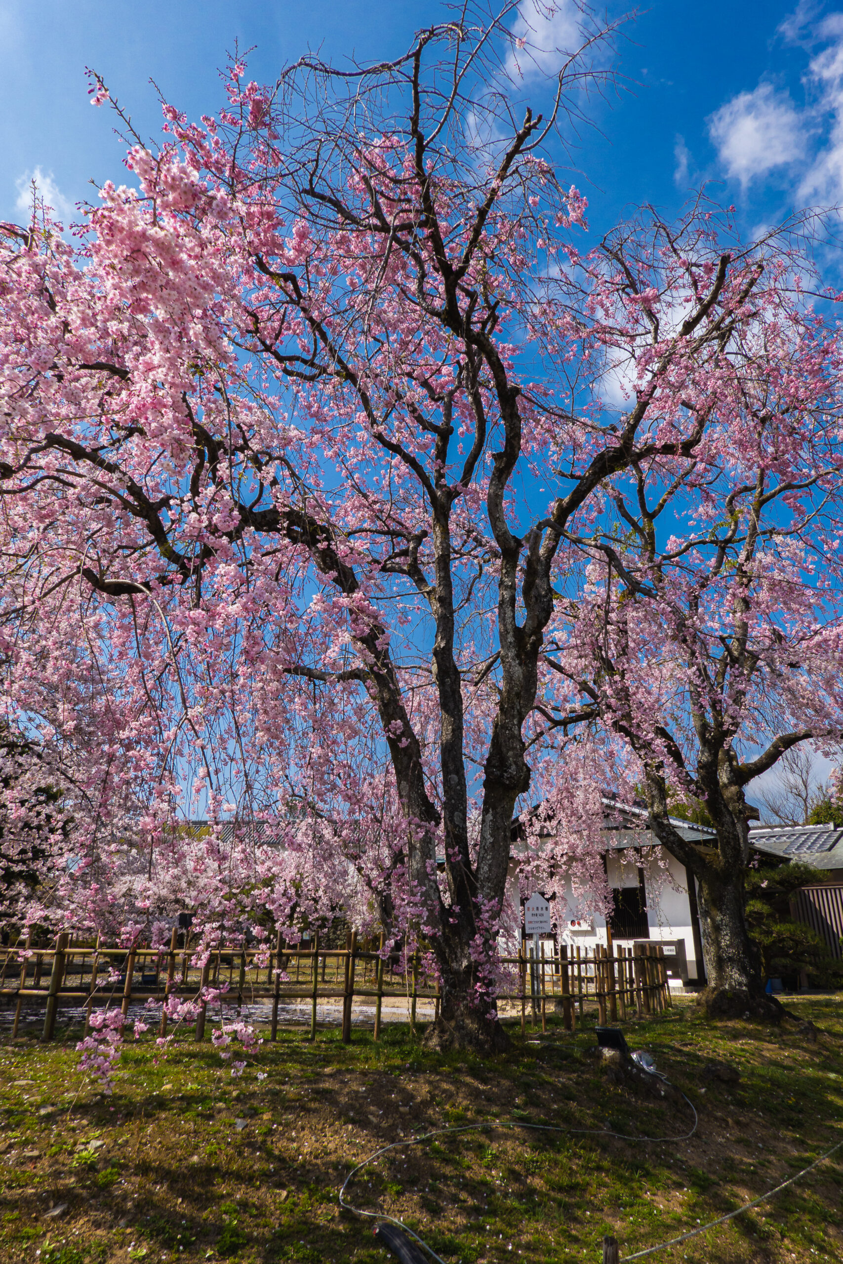 DSC09589-scaled 兵庫県  姫路城(桜と城の景色が美しい春におすすめのスポット! 写真の紹介、アクセス情報など)　