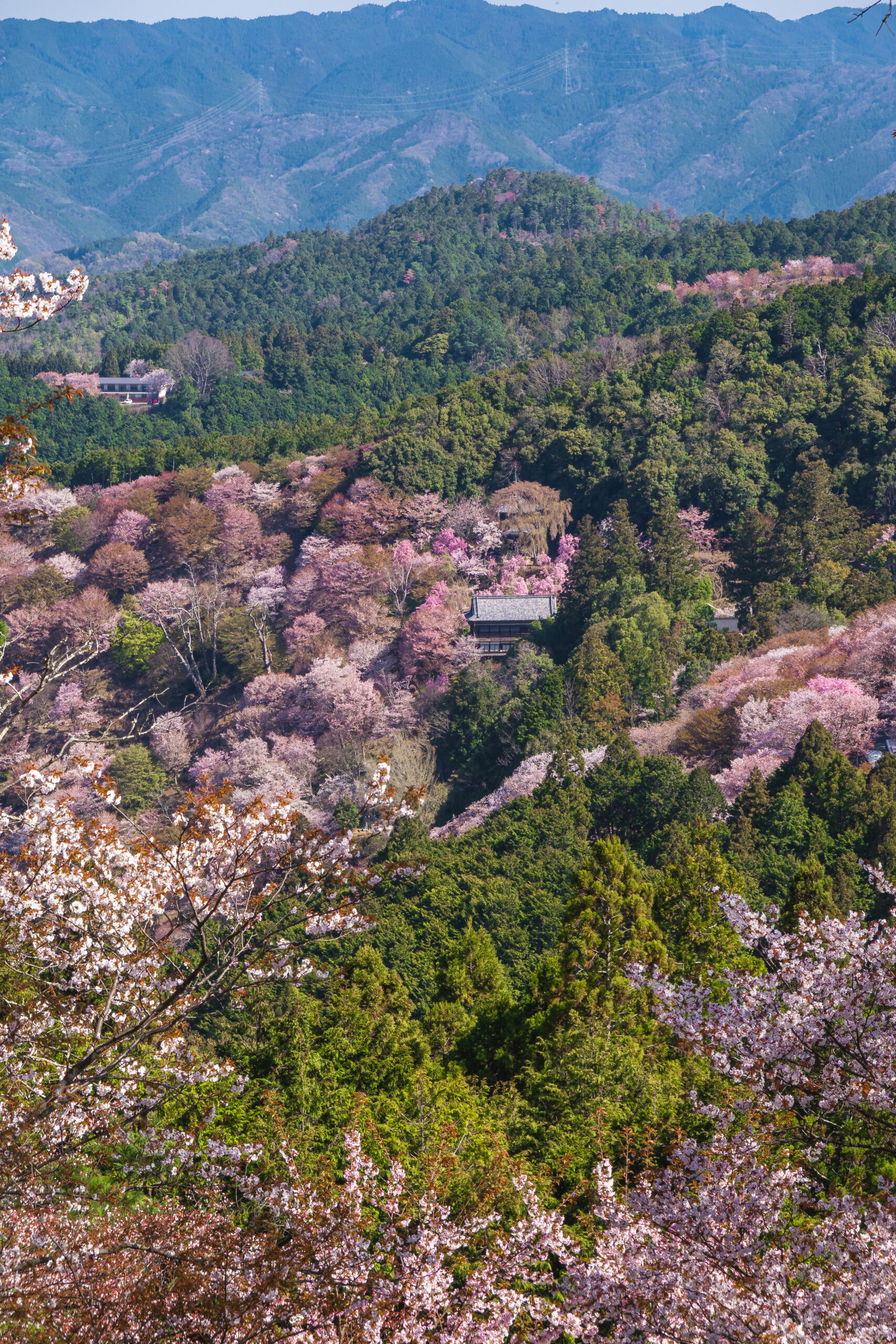 DSC09627-scaled 奈良県  吉野山(山一面が桜に染まる春におすすめの絶景スポット! 写真の紹介、アクセス情報など)　