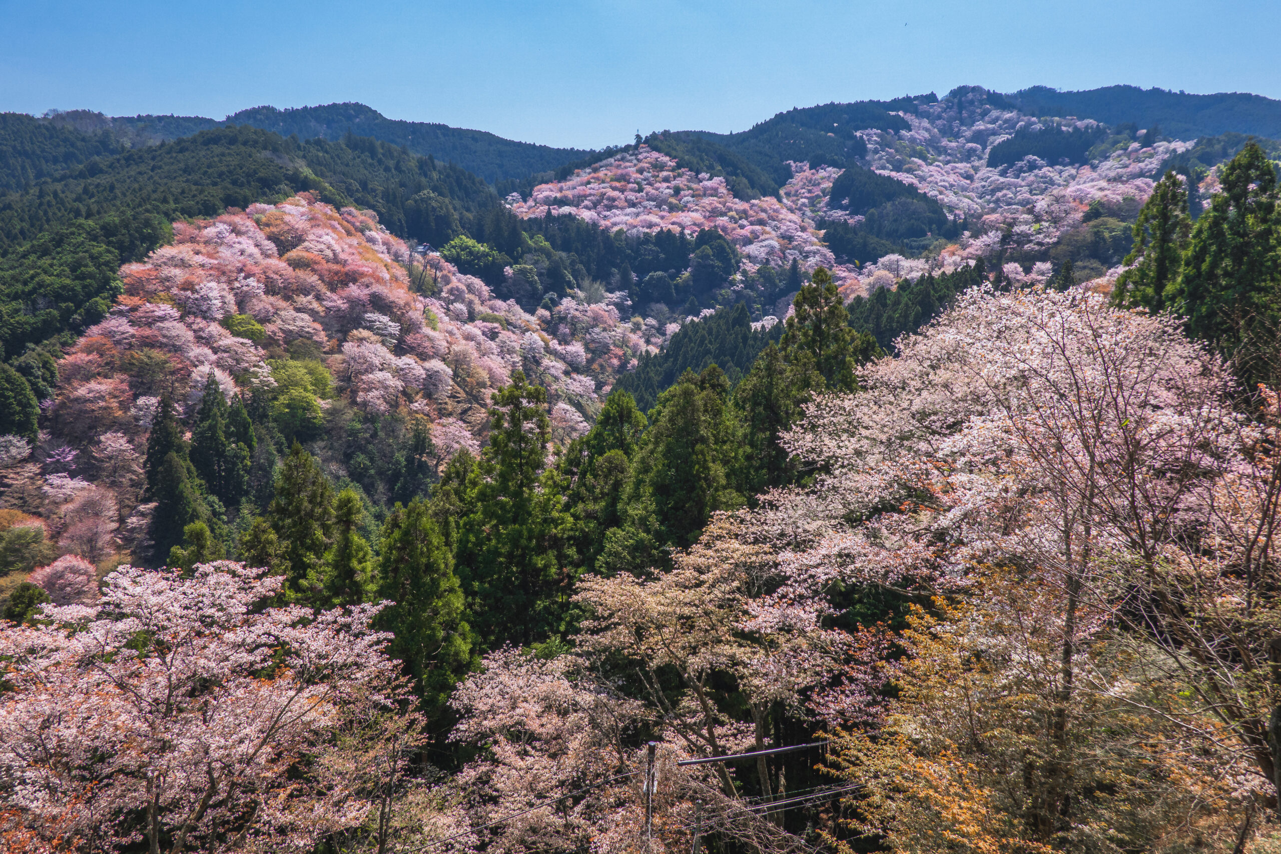 DSC09755-scaled 奈良県  吉野山(山一面が桜に染まる春におすすめの絶景スポット! 写真の紹介、アクセス情報など)　