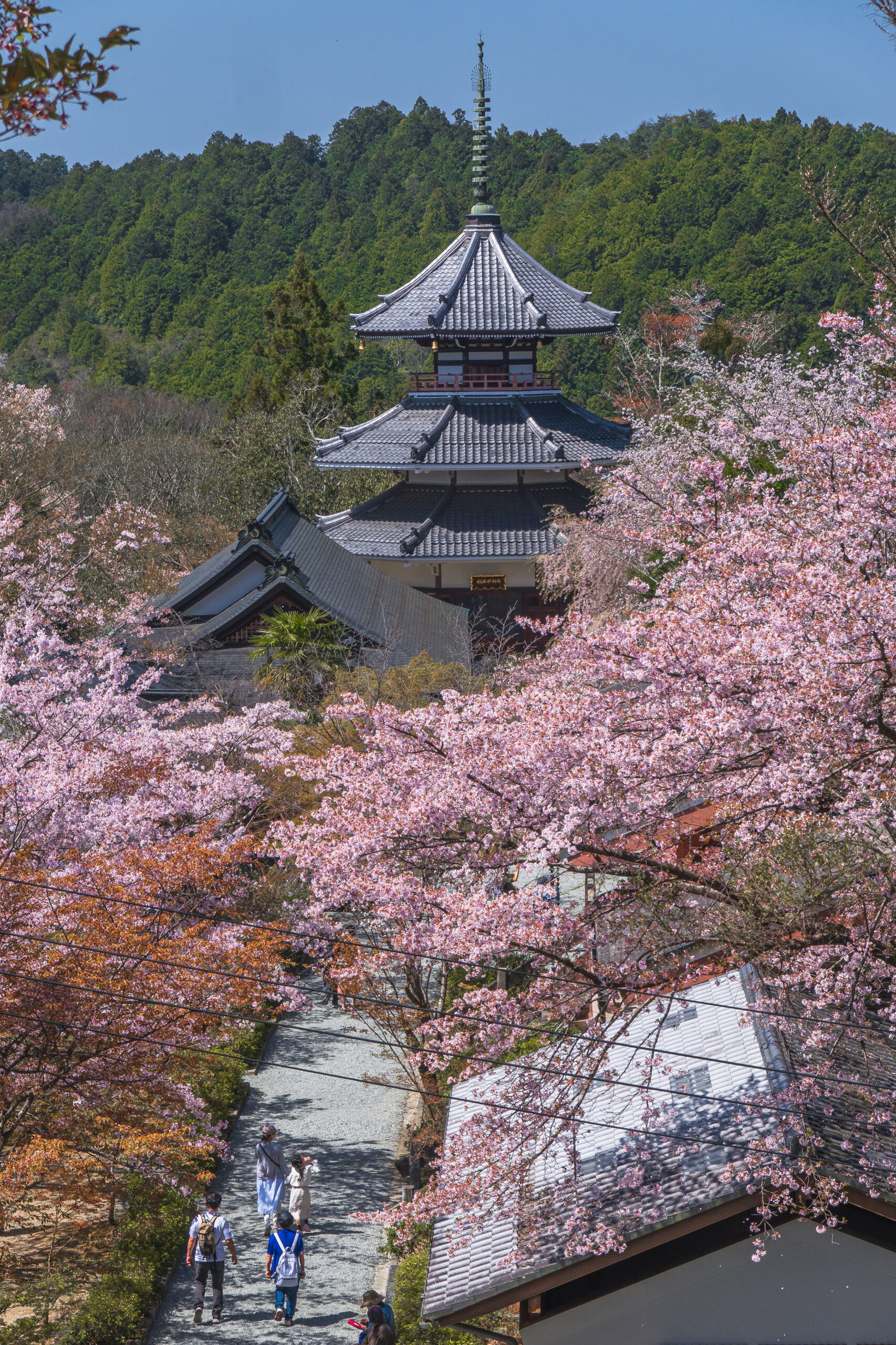 DSC09780-scaled 奈良県  吉野山(山一面が桜に染まる春におすすめの絶景スポット! 写真の紹介、アクセス情報など)　