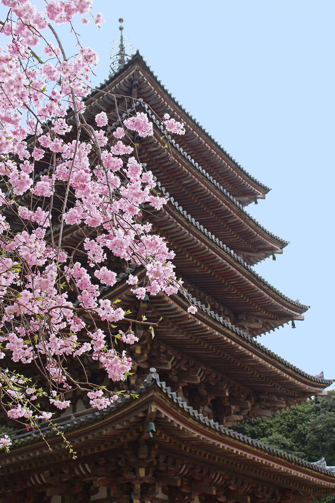 1475810_m 京都府 醍醐寺(花の醍醐と呼ばれる桜の景色が美しい春におすすめ写真スポット! 撮影した写真の紹介、アクセス情報など)