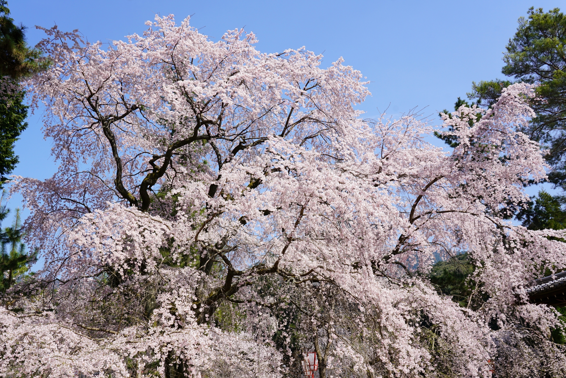 1585248_m 京都府 醍醐寺(花の醍醐と呼ばれる桜の景色が美しい春におすすめ写真スポット! 撮影した写真の紹介、アクセス情報など)