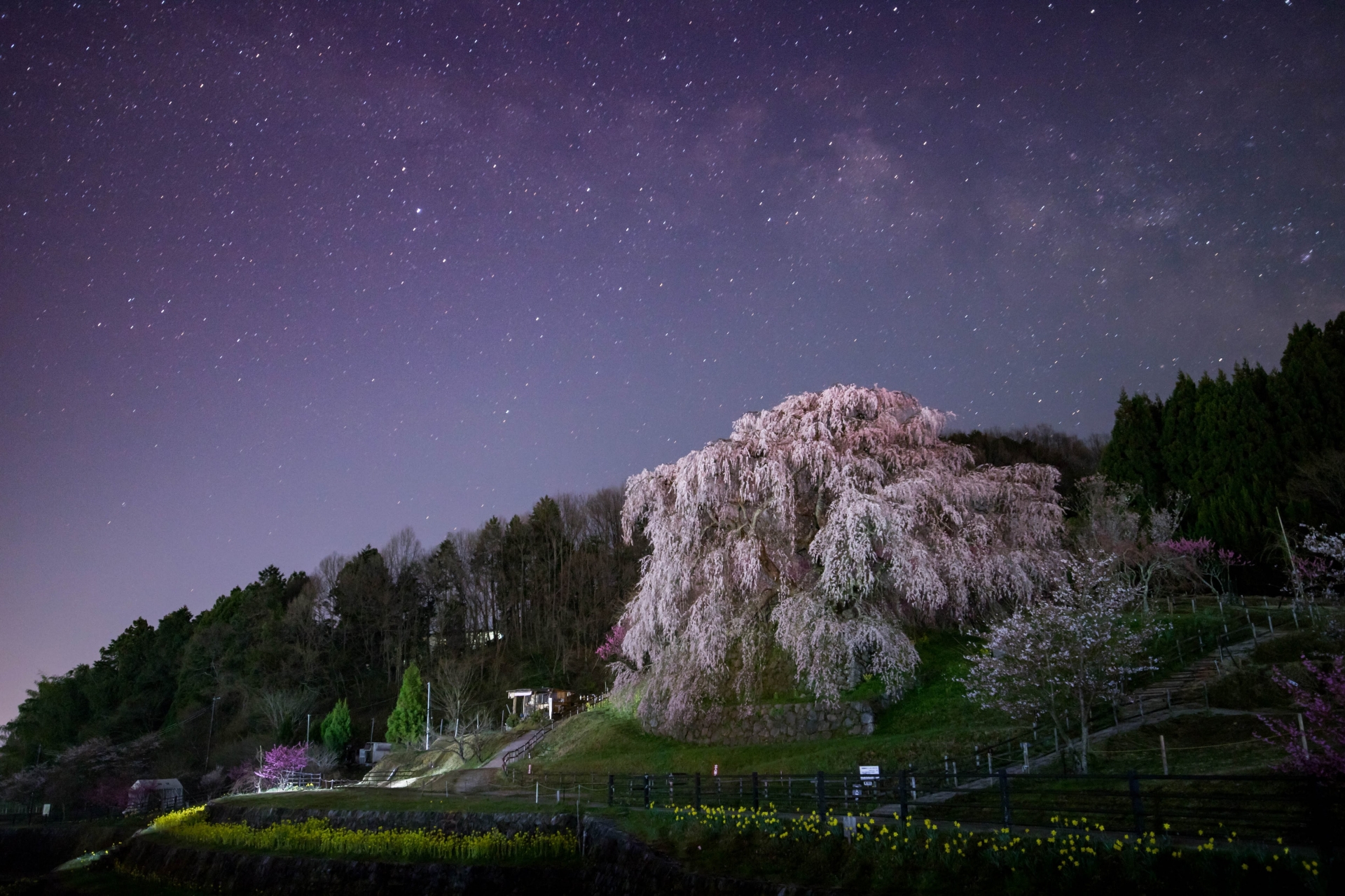 2378141_m 奈良県  又兵衛桜(樹齢300年の美しい枝垂れ桜が咲く春におすすめのスポット! 写真の紹介、アクセス情報や駐車場情報など)　