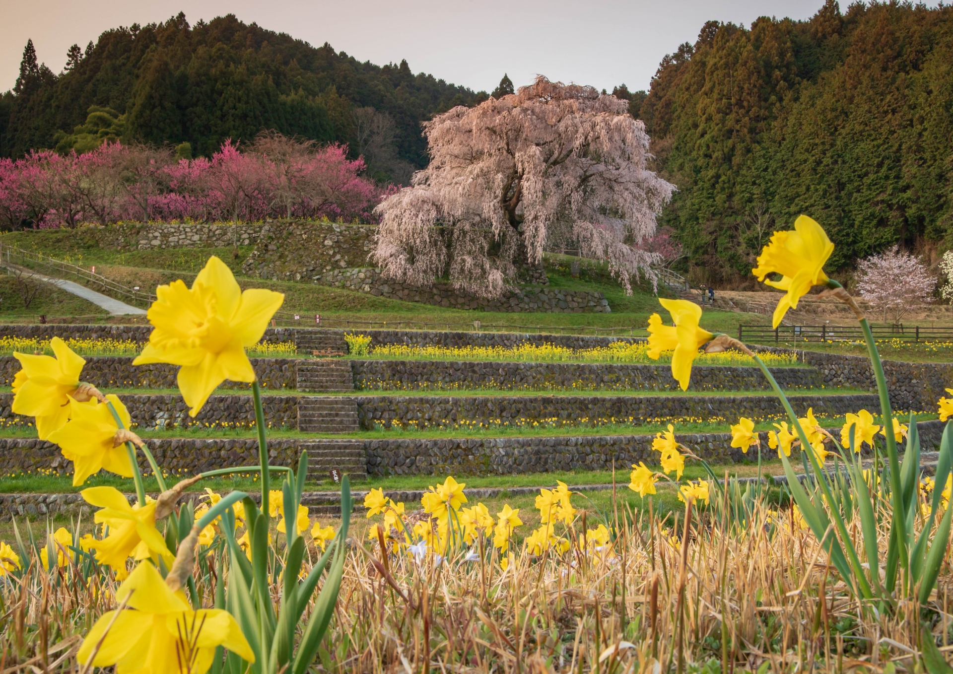 2383732_m 奈良県  又兵衛桜(樹齢300年の美しい枝垂れ桜が咲く春におすすめのスポット! 写真の紹介、アクセス情報など)　