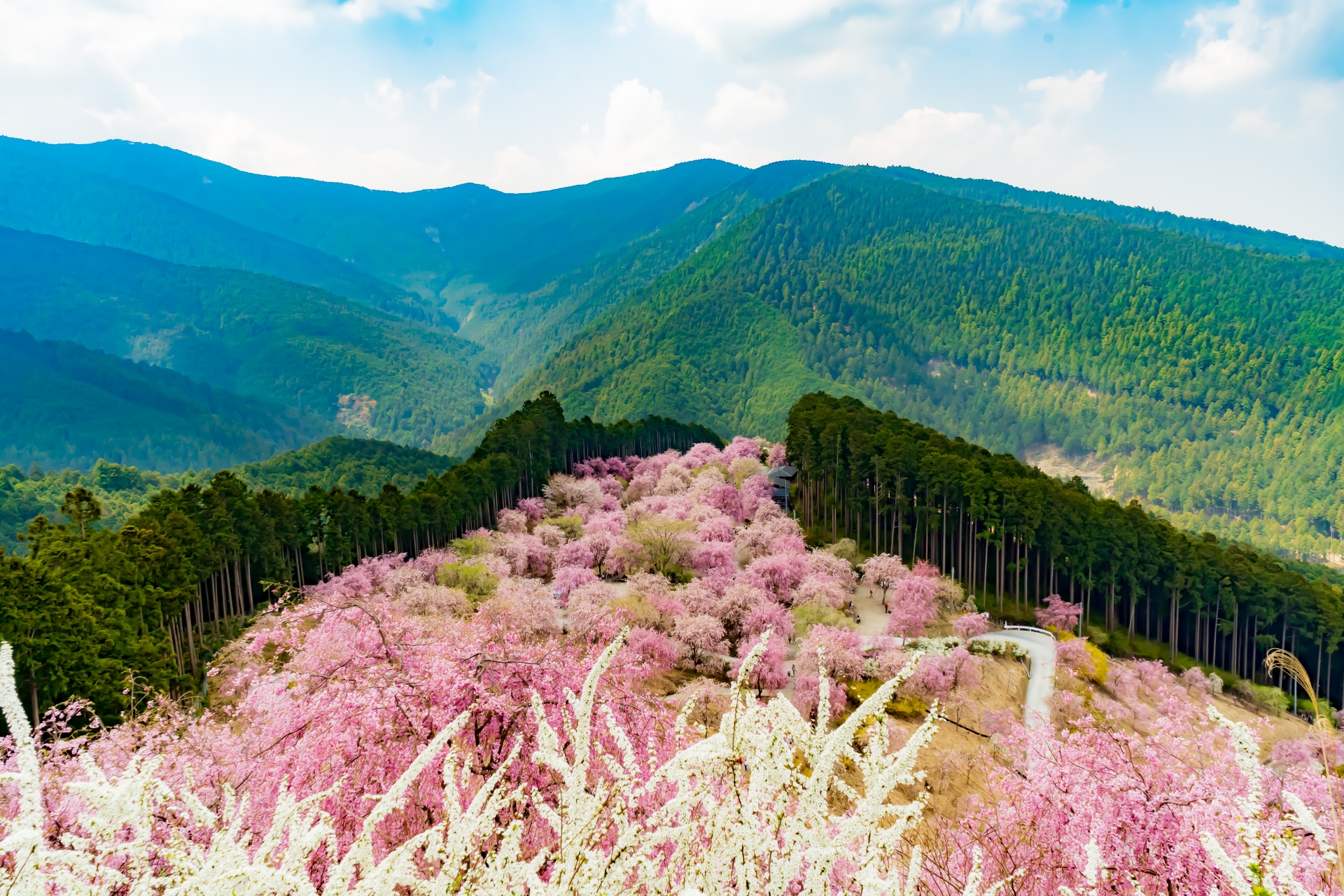 2459730_m 奈良県  高見の郷(1000本のしだれ桜が咲き誇る春におすすめの桜スポット! 写真の紹介、アクセス情報など)　
