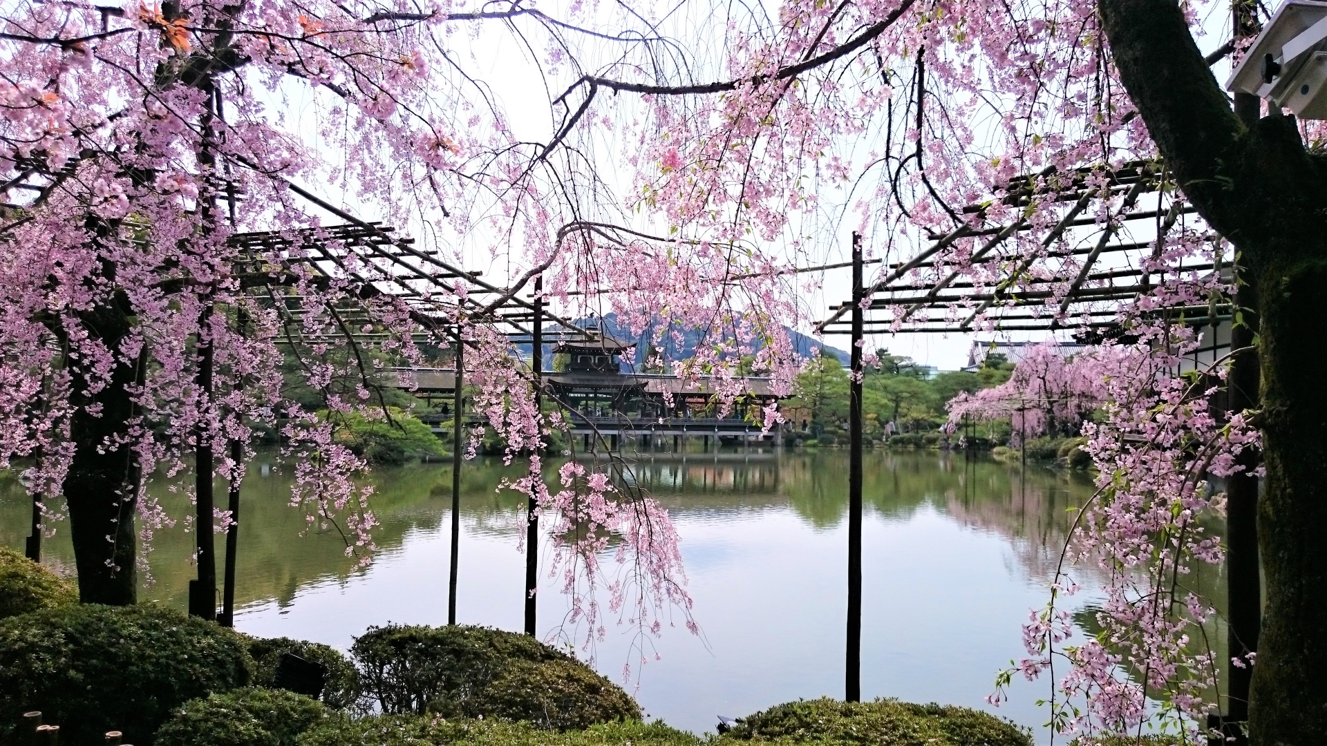 2619812_m 京都府 平安神宮(水面に映る桜の景色が美しい春におすすめ桜写真スポット! 撮影した写真の紹介、アクセス情報など)