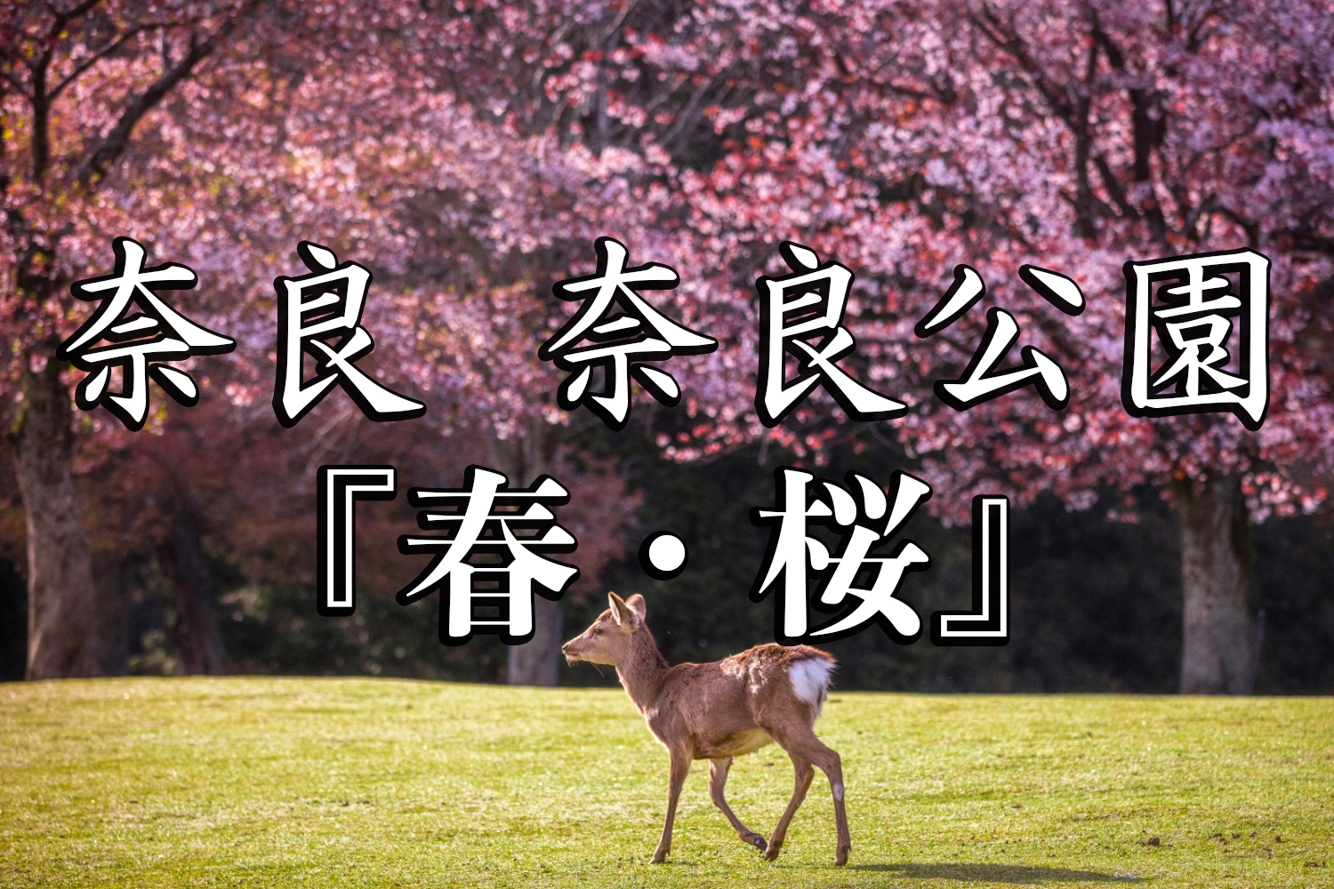奈良県 奈良公園 鹿と桜の美しい景色が見れる春におすすめの桜スポット 写真の紹介 アクセス情報や駐車場情報など 写真や映像で紹介する関西 近畿の絶景カメラ 観光スポット