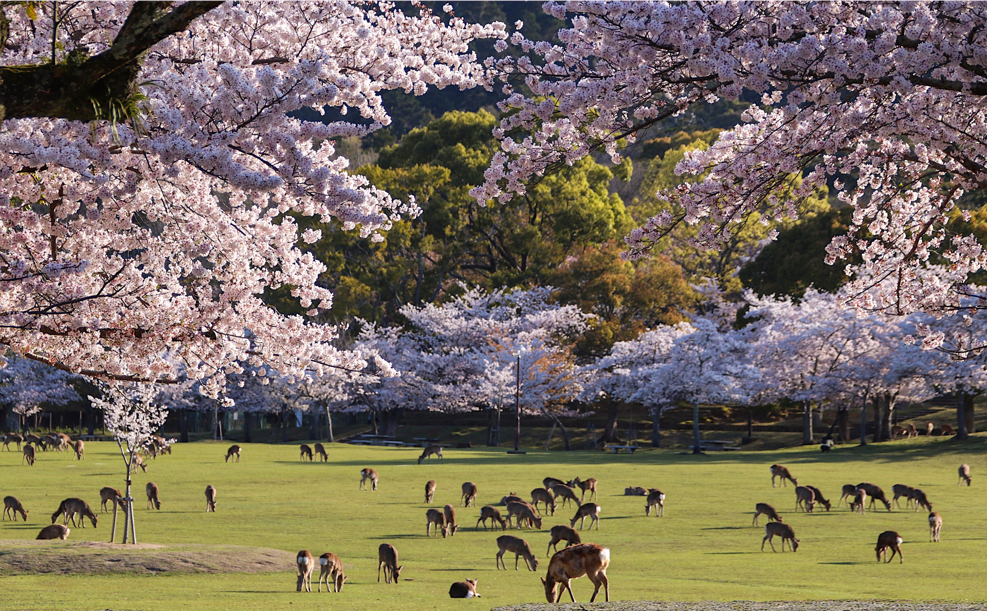 3330781_m 奈良県  奈良公園(鹿と桜の美しい景色が見れる春におすすめの桜スポット! 写真の紹介、アクセス情報や駐車場情報など)　