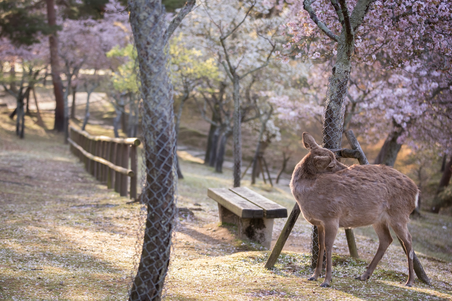 3963966_m 奈良県  奈良公園(鹿と桜の美しい景色が見れる春におすすめの桜スポット! 写真の紹介、アクセス情報や駐車場情報など)　
