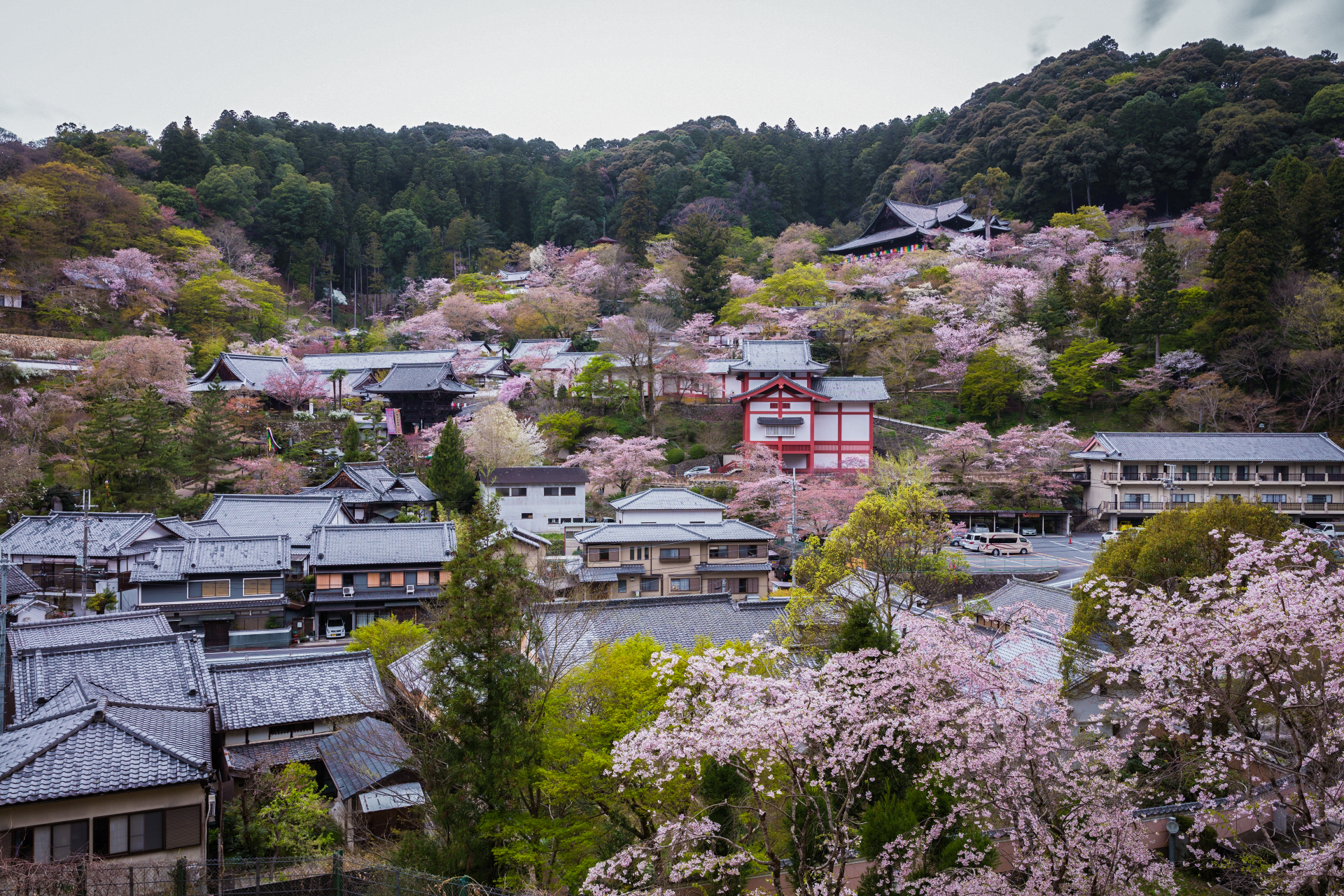 4014271_m 奈良県  長谷寺(境内に約1000本もの桜が咲き誇る春におすすめ桜スポット! 写真の紹介、アクセス情報や駐車場情報など)　