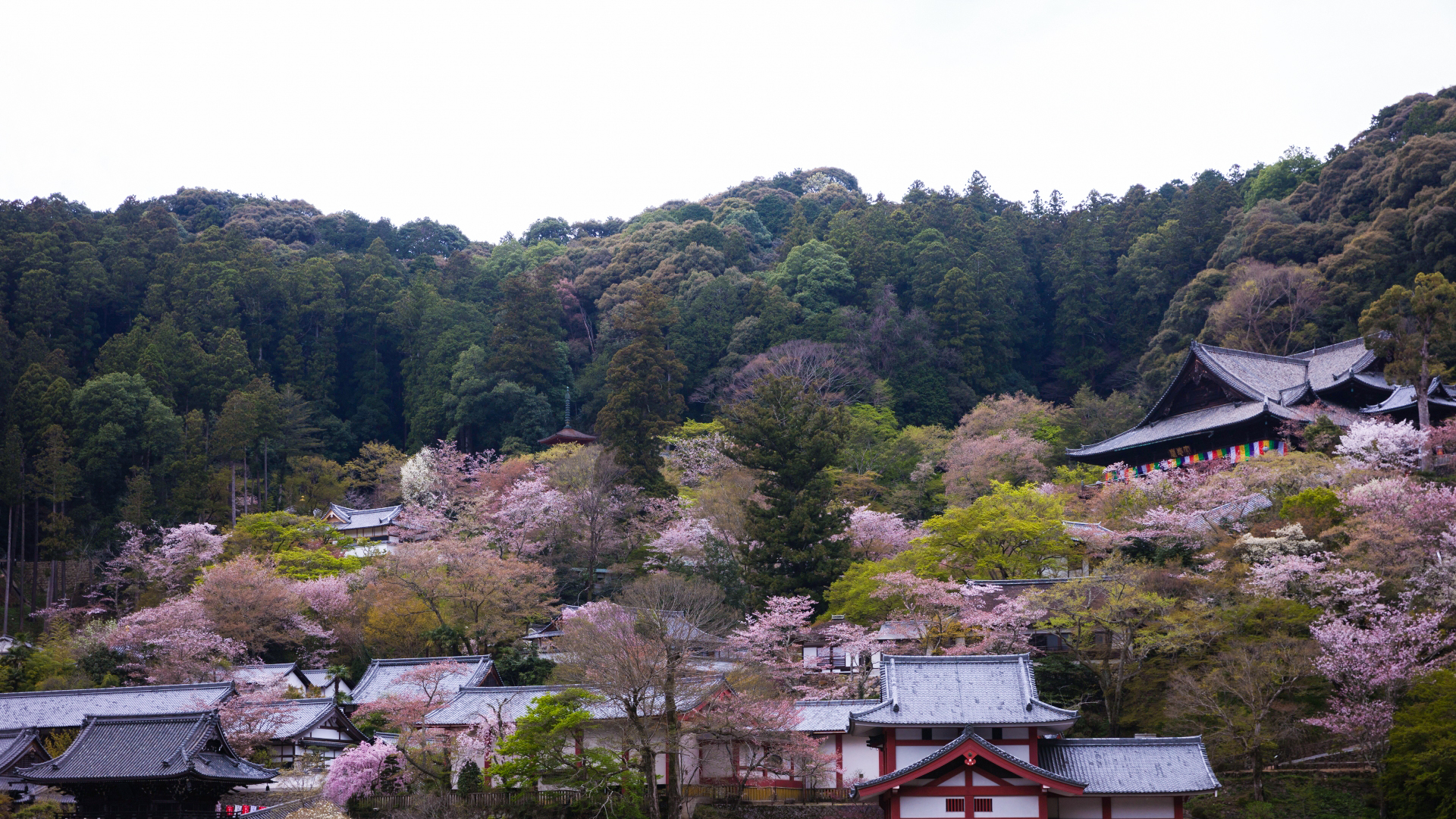 4014272_m-1 奈良県  長谷寺(境内に約1000本もの桜が咲き誇る春におすすめ桜スポット! 写真の紹介、アクセス情報や駐車場情報など)　