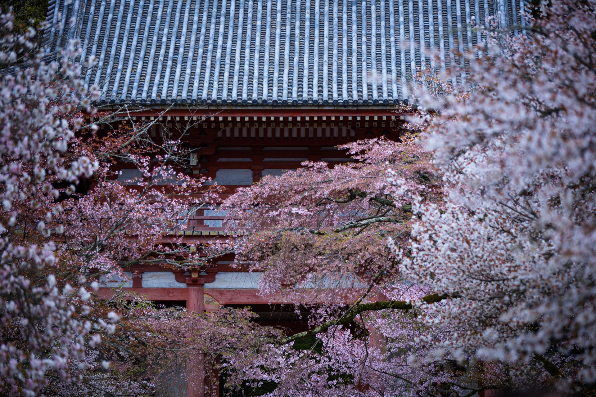 4021003_m 京都府 醍醐寺(花の醍醐と呼ばれる桜の景色が美しい春におすすめ写真スポット! 撮影した写真の紹介、アクセス情報など)