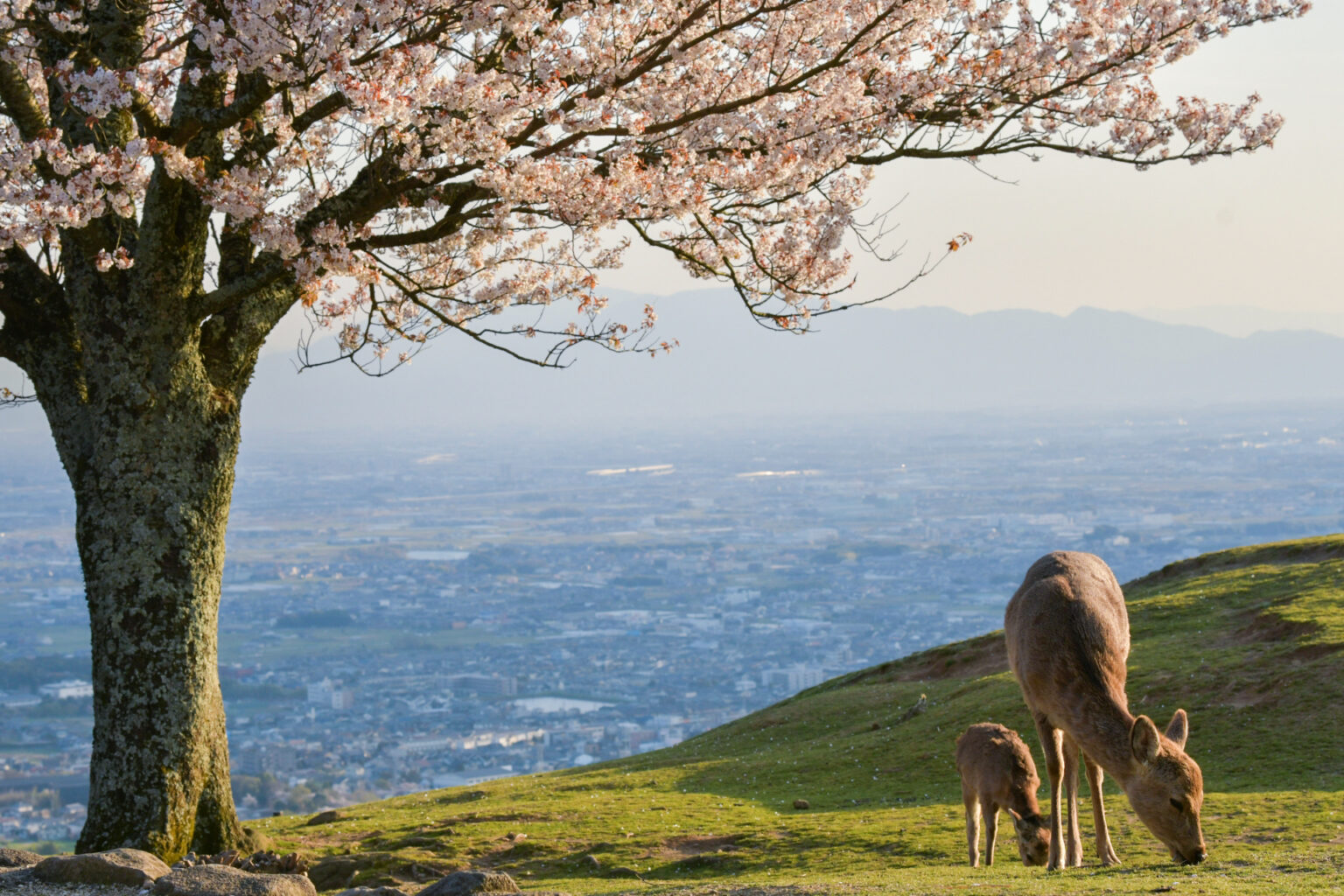 奈良県 奈良公園(鹿と桜の美しい景色が見れる春におすすめの桜スポット! 写真の紹介、アクセス情報など) - 写真や映像で紹介する関西・近畿の ...